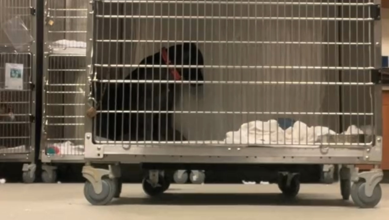 Help Lia Get Training for a Forever Home