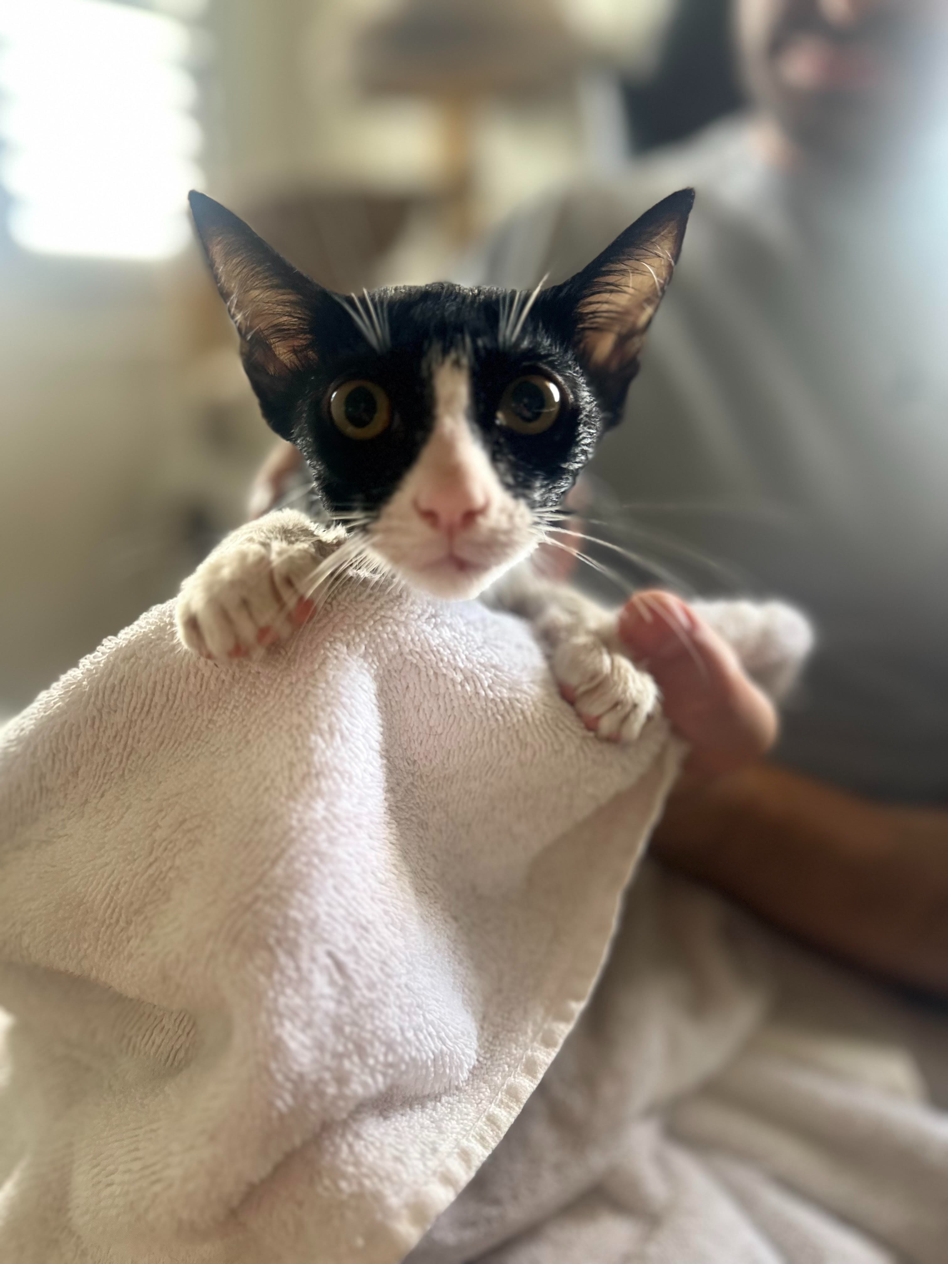 Support Monika's Mission: Kitten's Medical Care campaign photo, 7 of 8