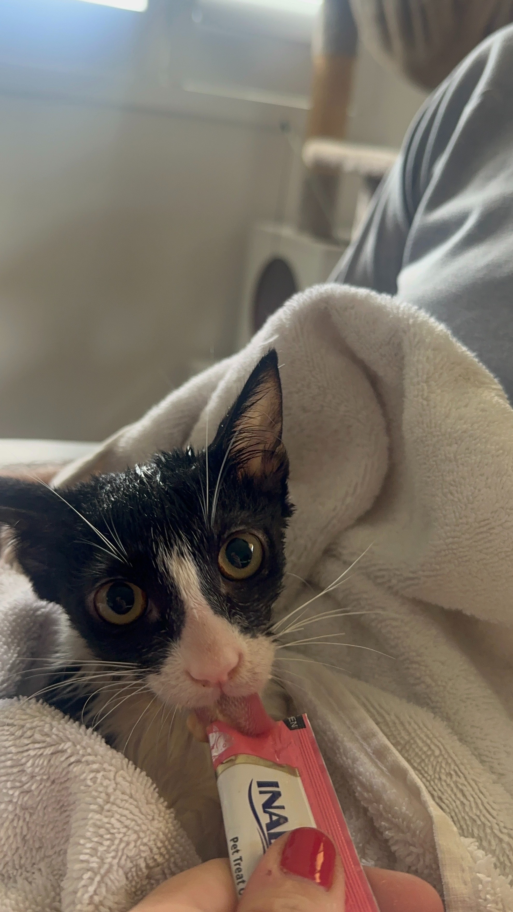 Support Monika's Mission: Kitten's Medical Care campaign photo, 2 of 8