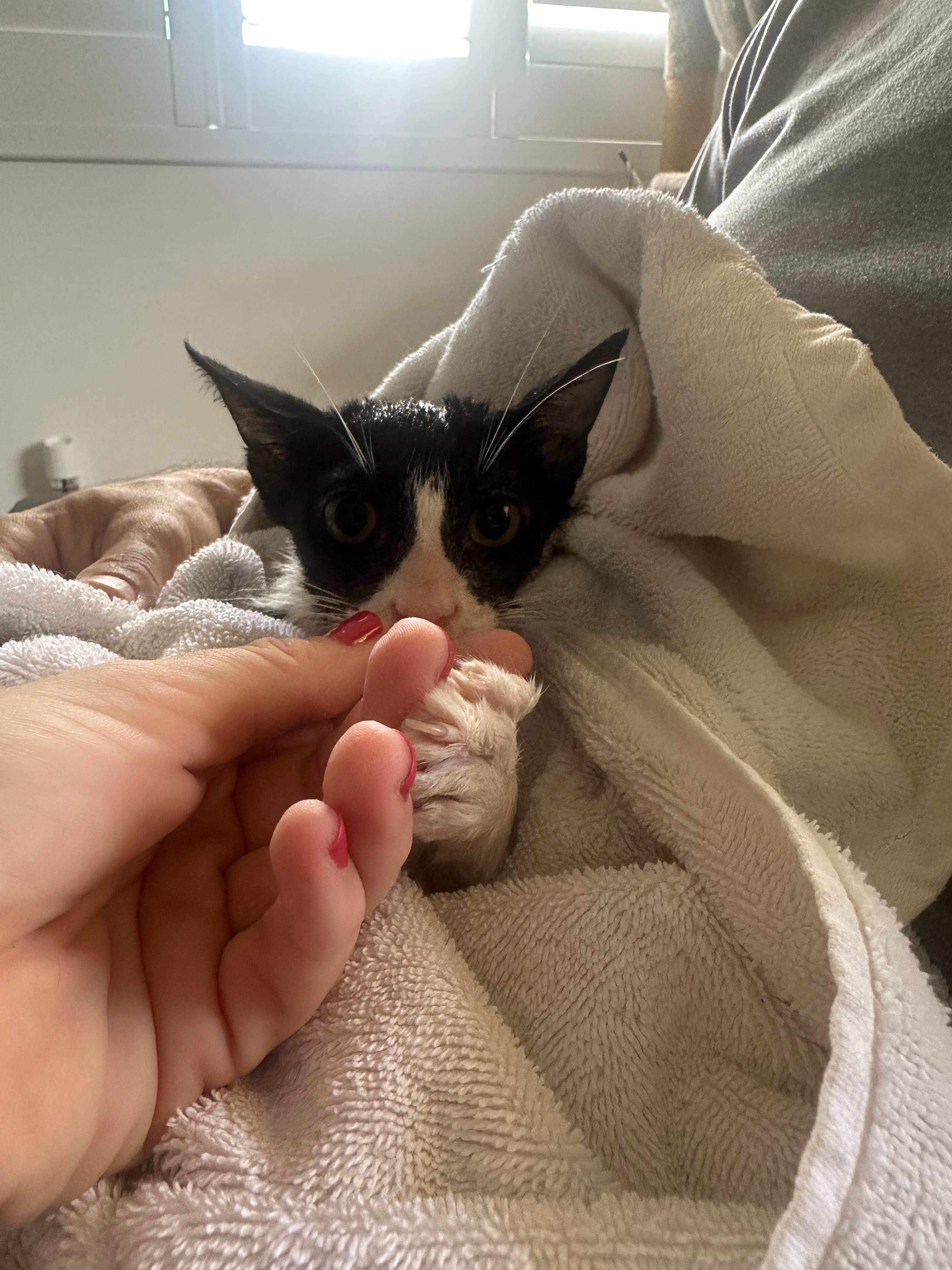 Support Monika's Mission: Kitten's Medical Care campaign photo, 4 of 8