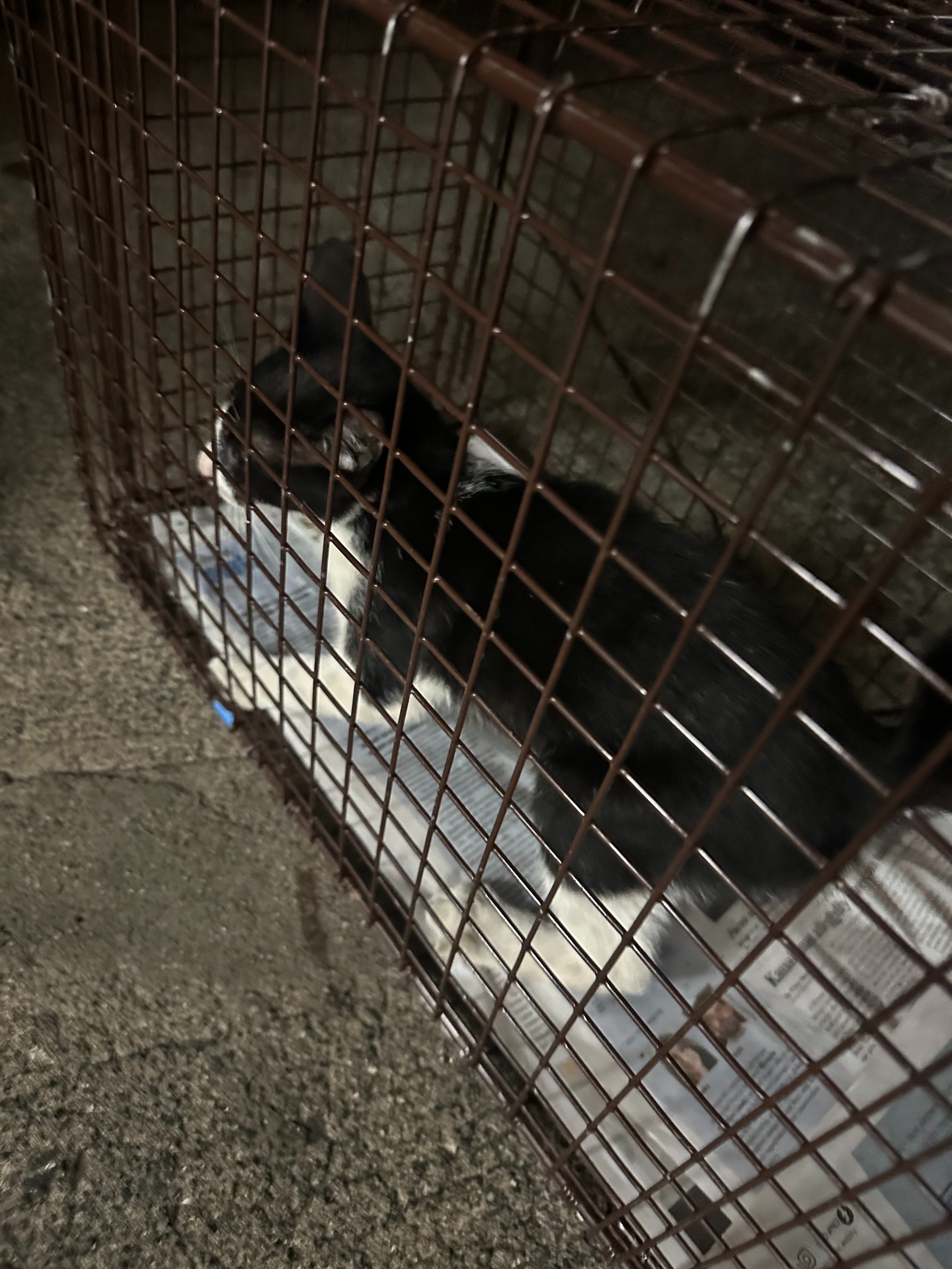 Support Monika's Mission: Kitten's Medical Care campaign photo, 5 of 8
