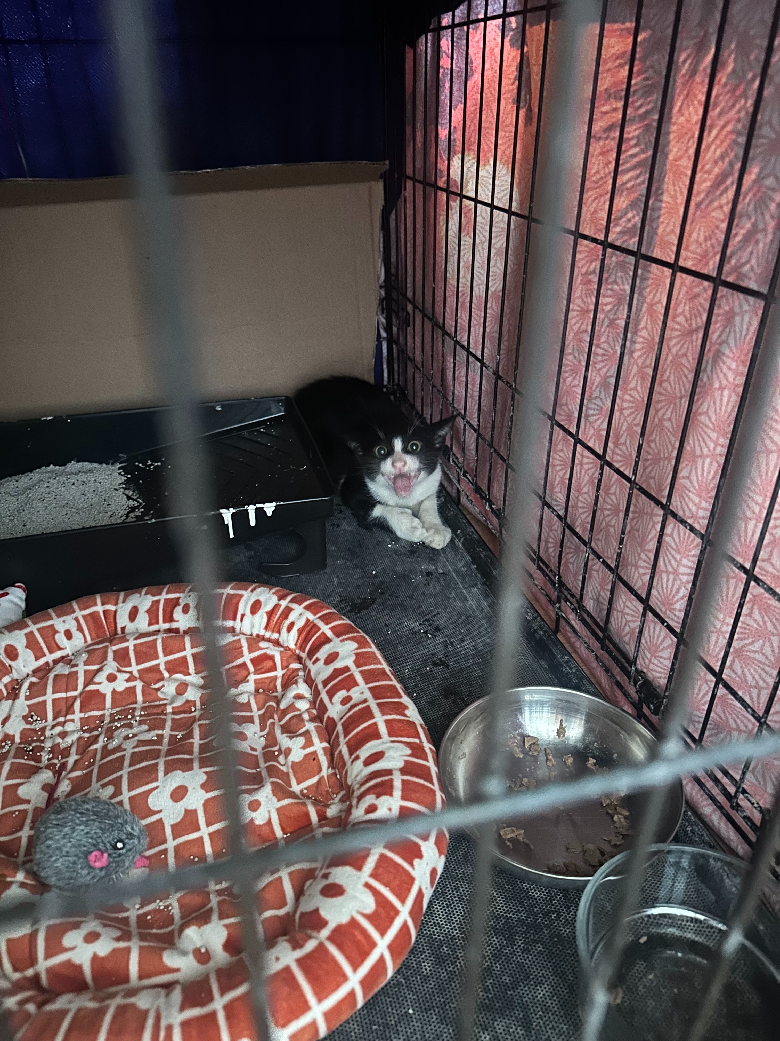Support Monika's Mission: Kitten's Medical Care campaign photo, 6 of 8