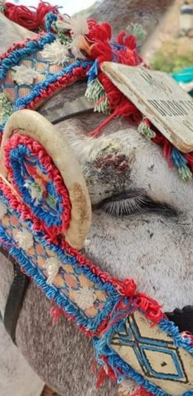 Help us pay  the legal costs for the Mijas Donkey Taxis campaign photo, 6 of 7