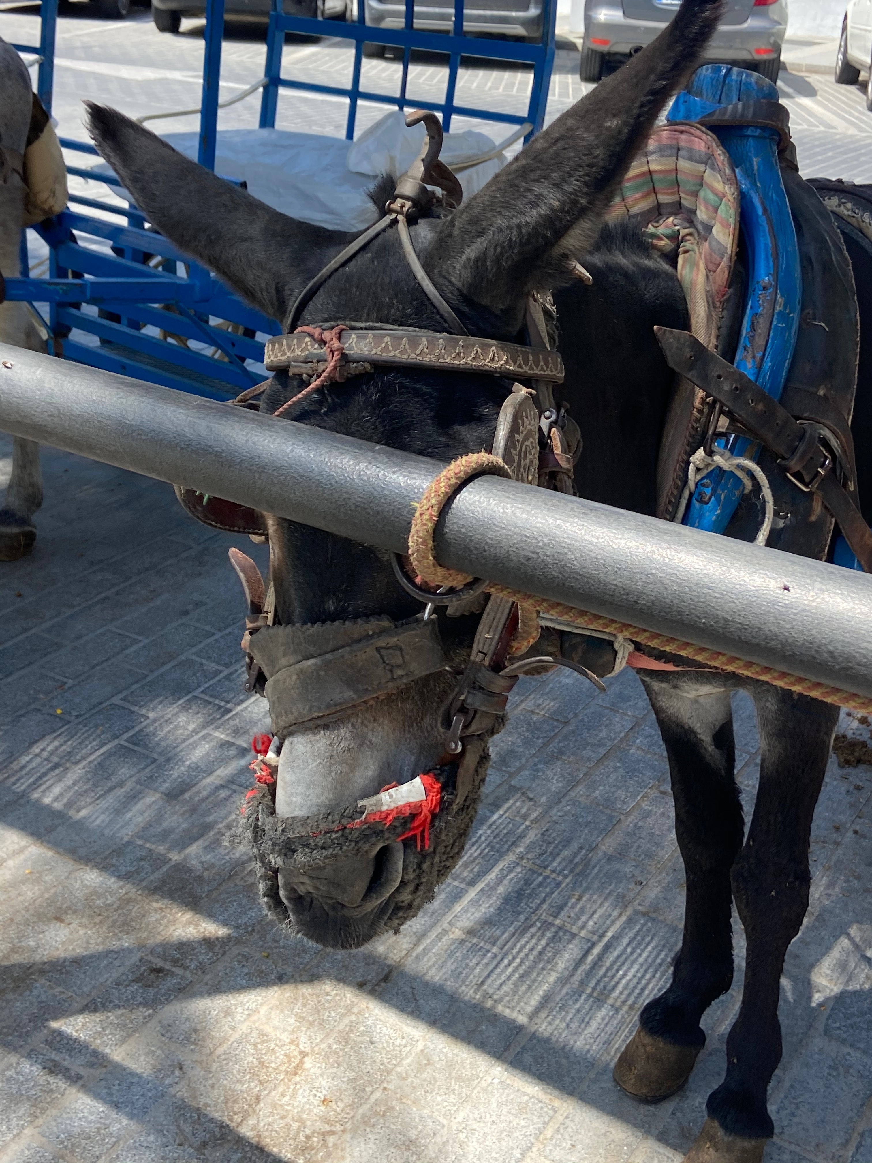 Help us pay  the legal costs for the Mijas Donkey Taxis campaign photo, 2 of 7