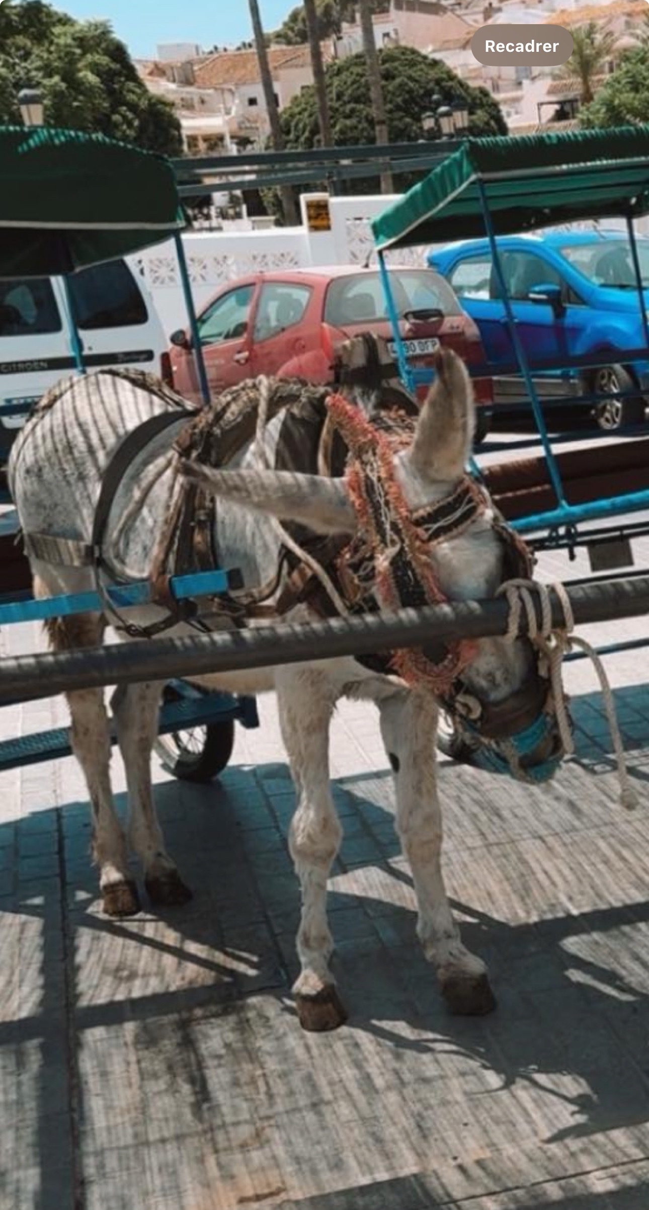 Help us pay  the legal costs for the Mijas Donkey Taxis campaign photo, 4 of 7