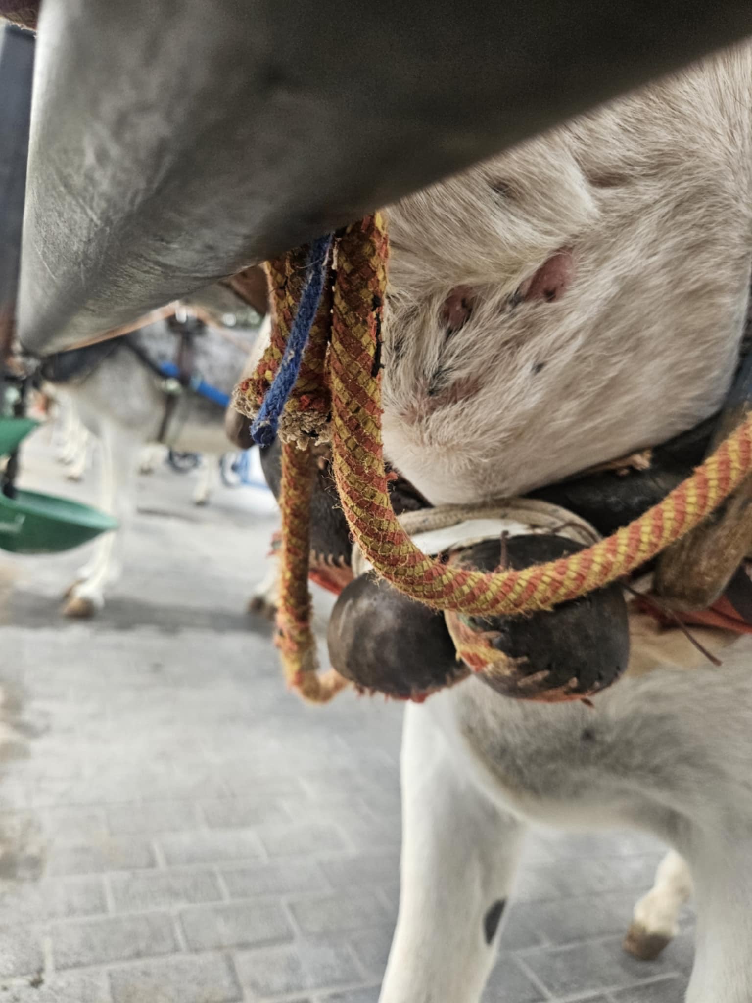 Help us pay  the legal costs for the Mijas Donkey Taxis campaign photo, 5 of 7
