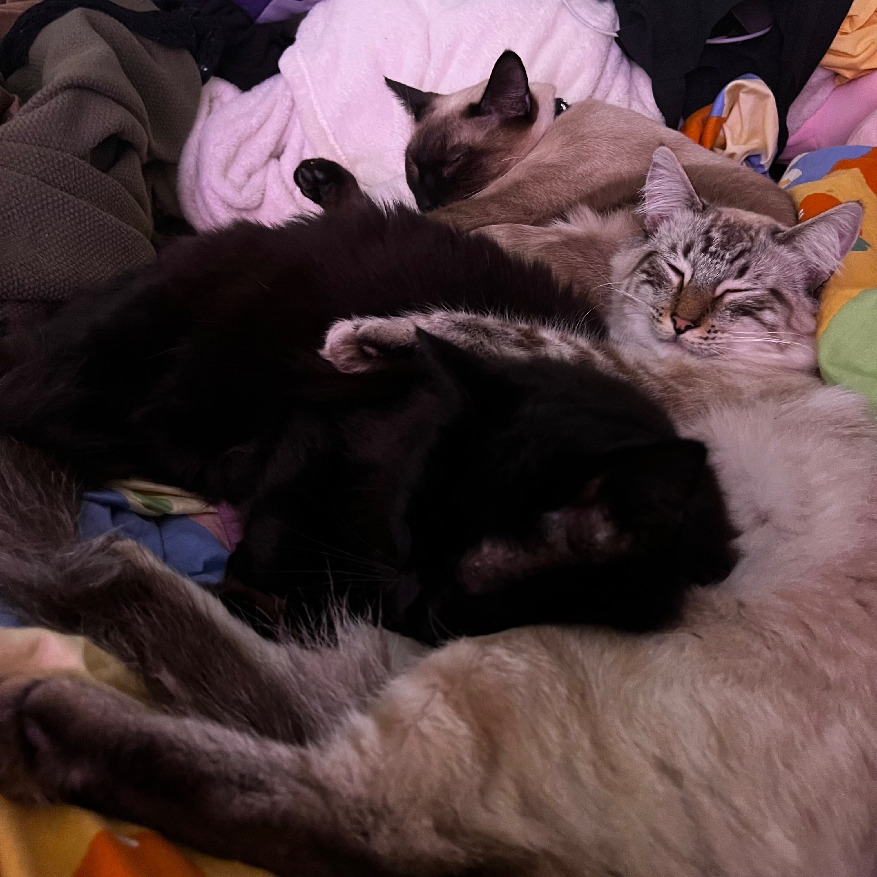 Help Zag Receive Life-Saving Surgery campaign photo, 5 of 6