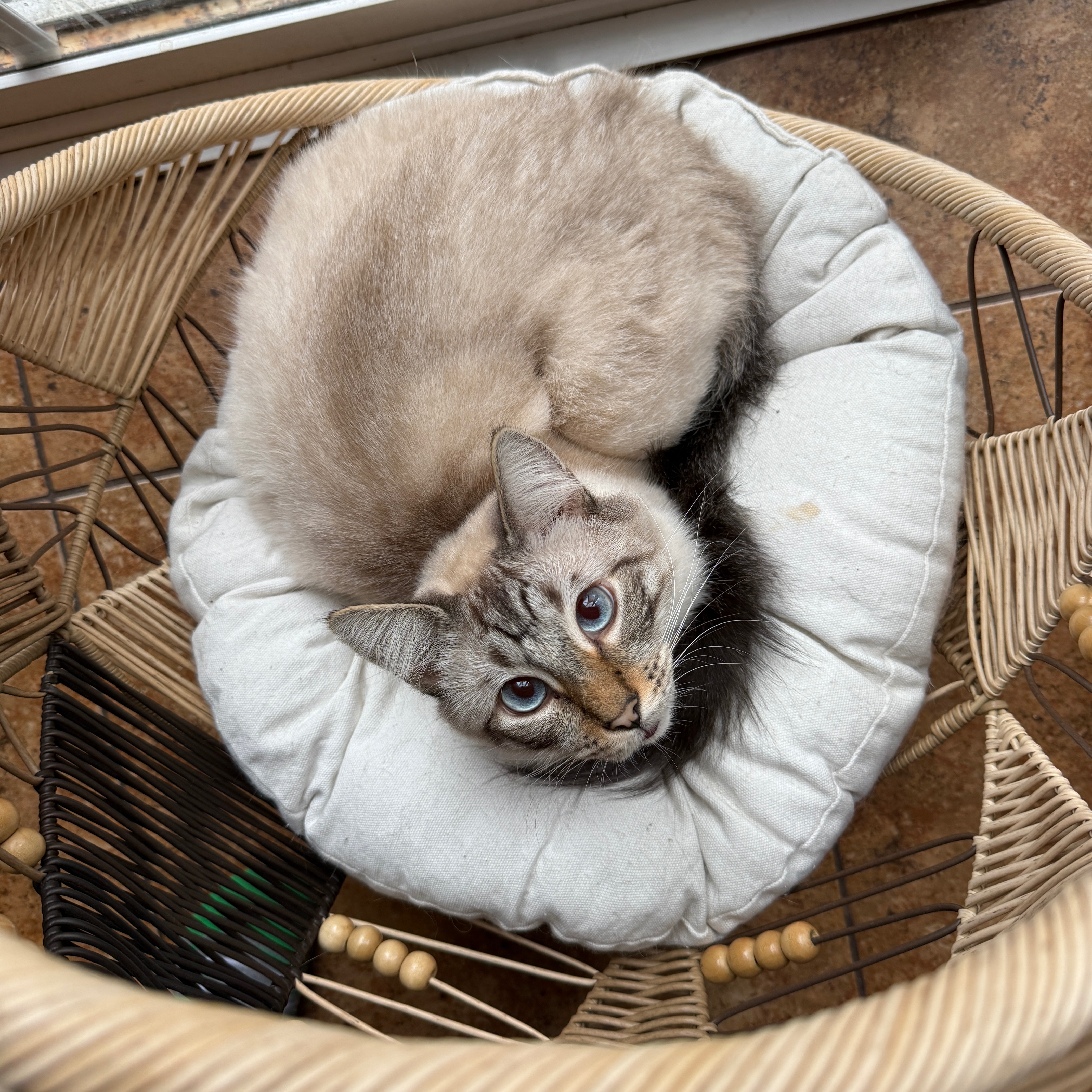 Help Zag Receive Life-Saving Surgery campaign photo, 4 of 6