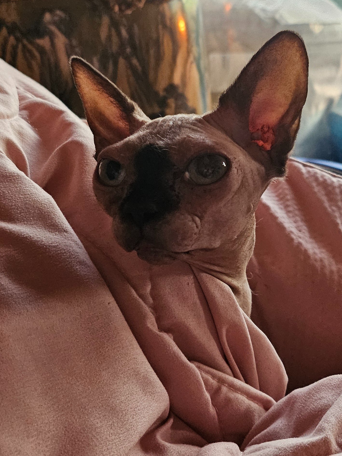 Please help Eevee's bill so if she needs more treatment. campaign photo, 4 of 5