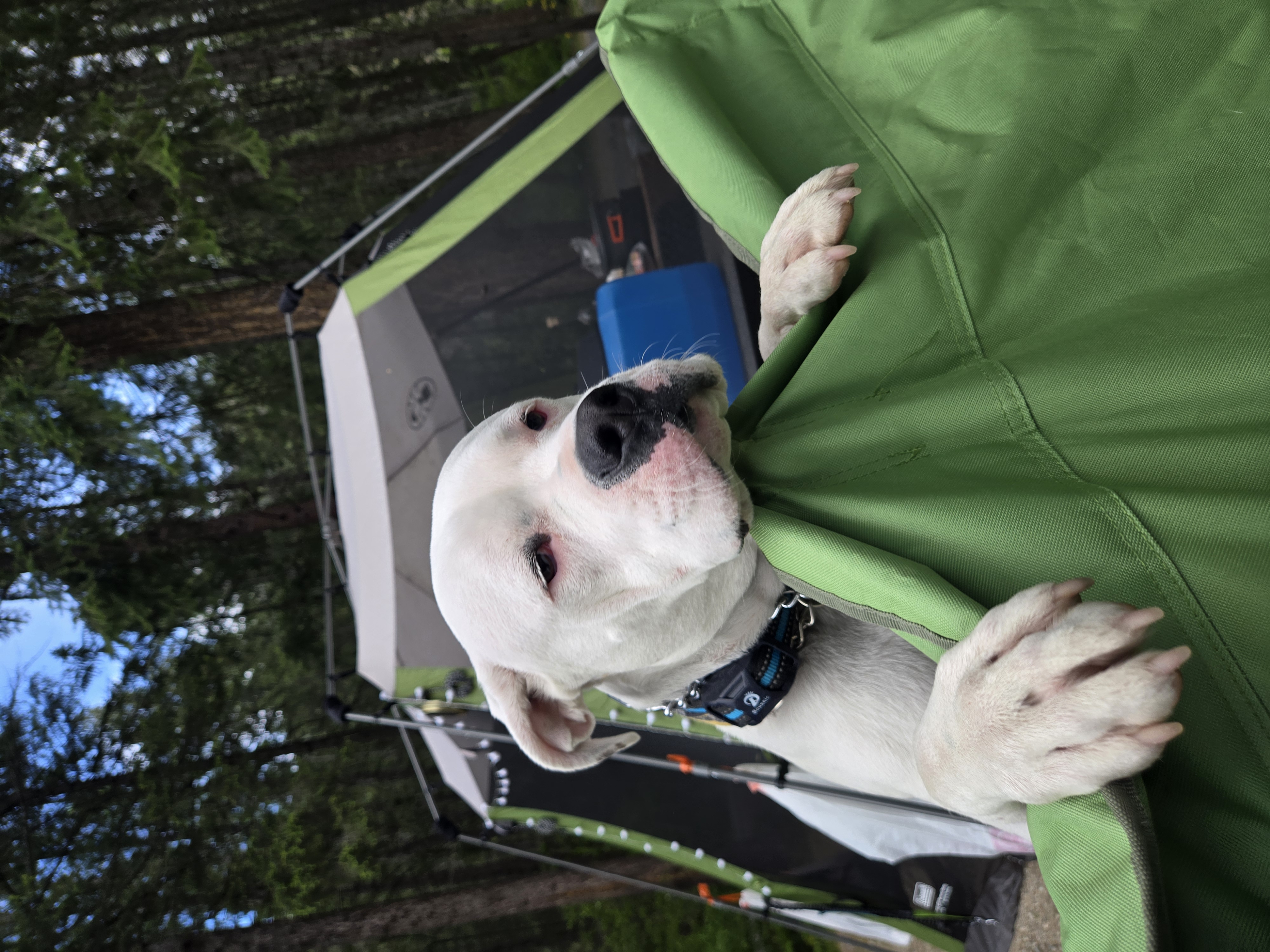 Help donate towards Alfies right leg surgery. campaign photo, 4 of 5