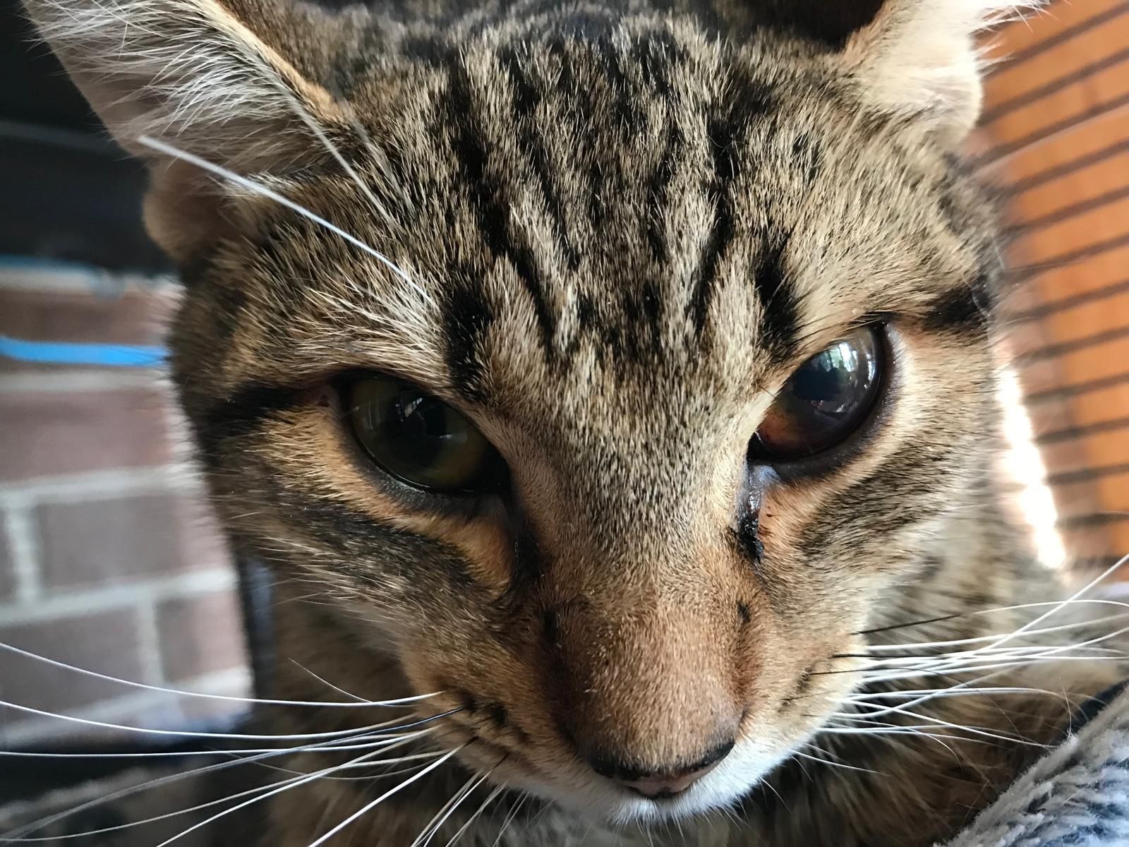 Help Ally a 9 month old kitten campaign photo, 6 of 6