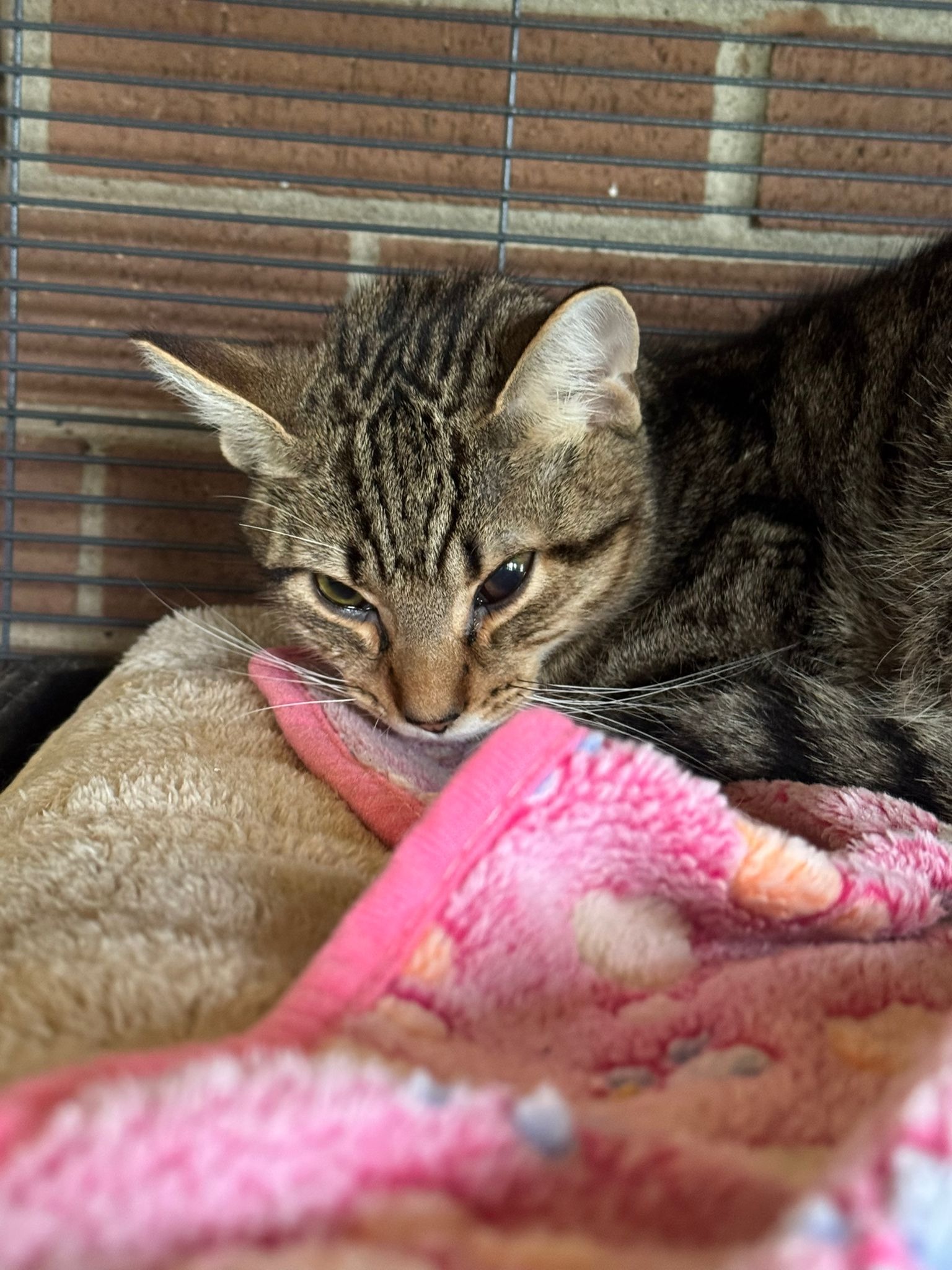 Help Ally a 9 month old kitten campaign photo, 5 of 6