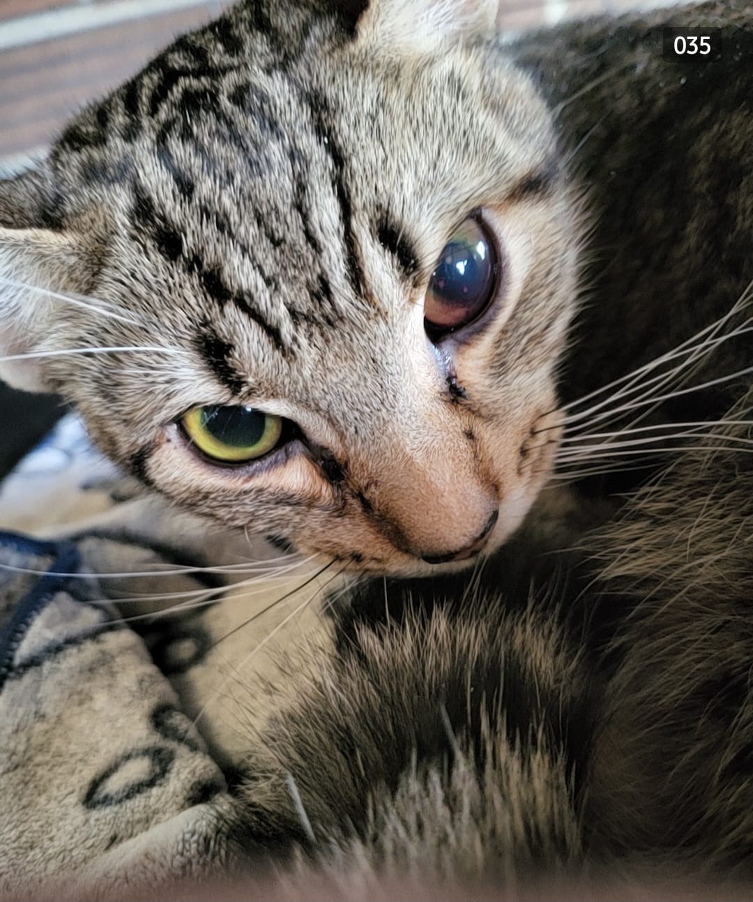 Help Ally a 9 month old kitten campaign photo, 4 of 6