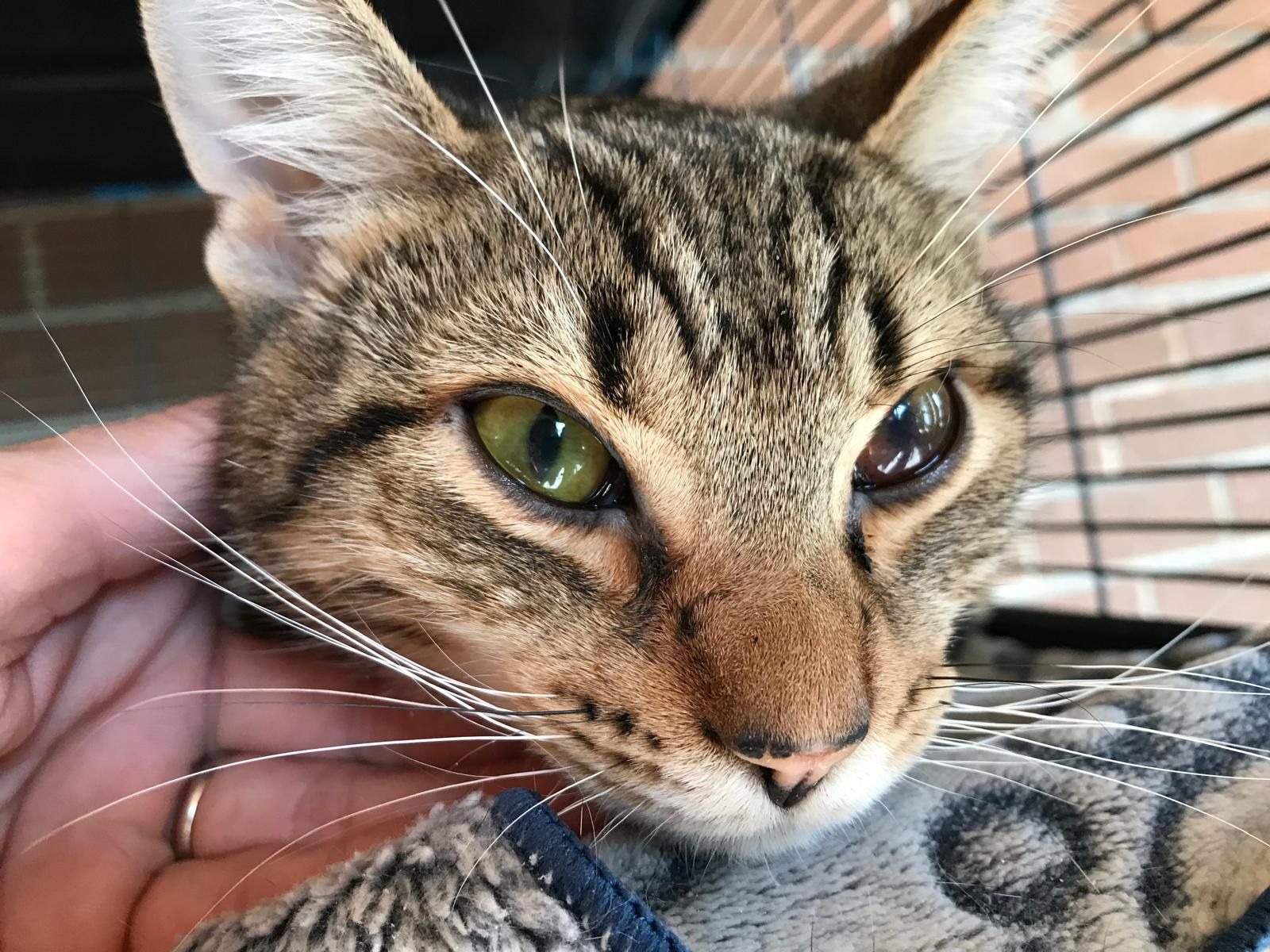 Help Ally a 9 month old kitten campaign photo, 2 of 6