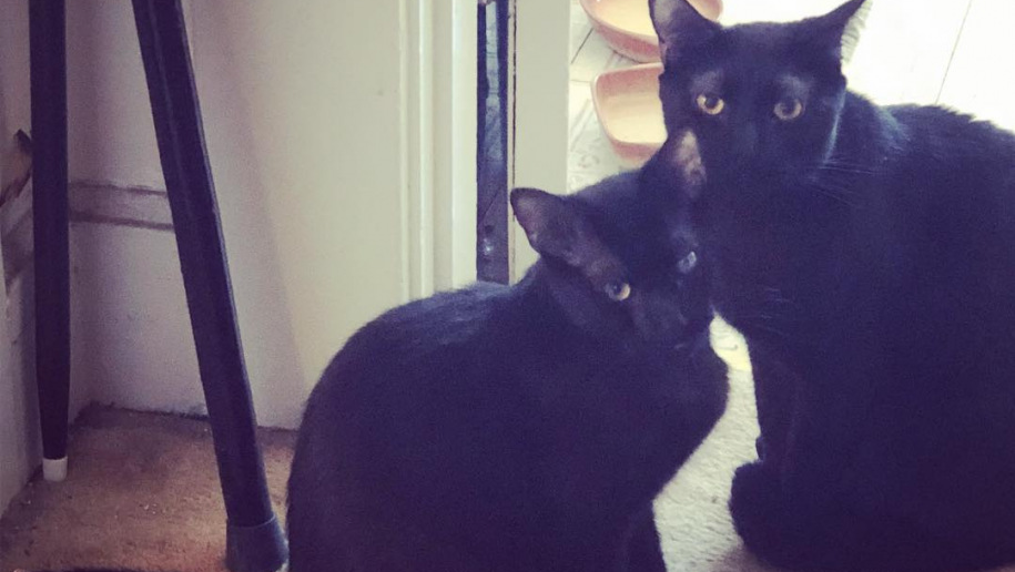 Help Sid, Bagheera, and Mowgli Repair and Recover photo