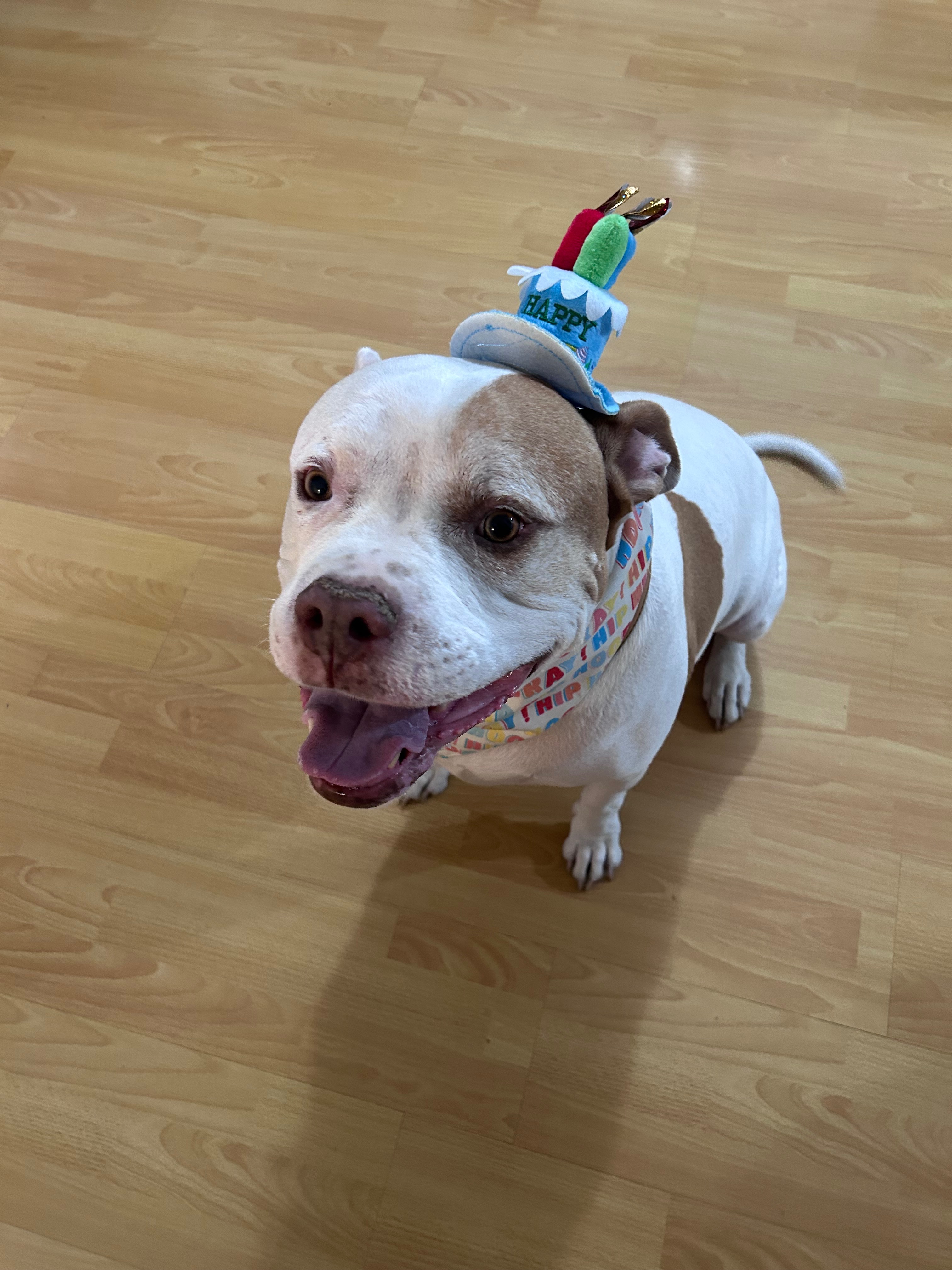 Help Us Save Marshmallow Our Heart, Our Soul Dog campaign photo, 2 of 7