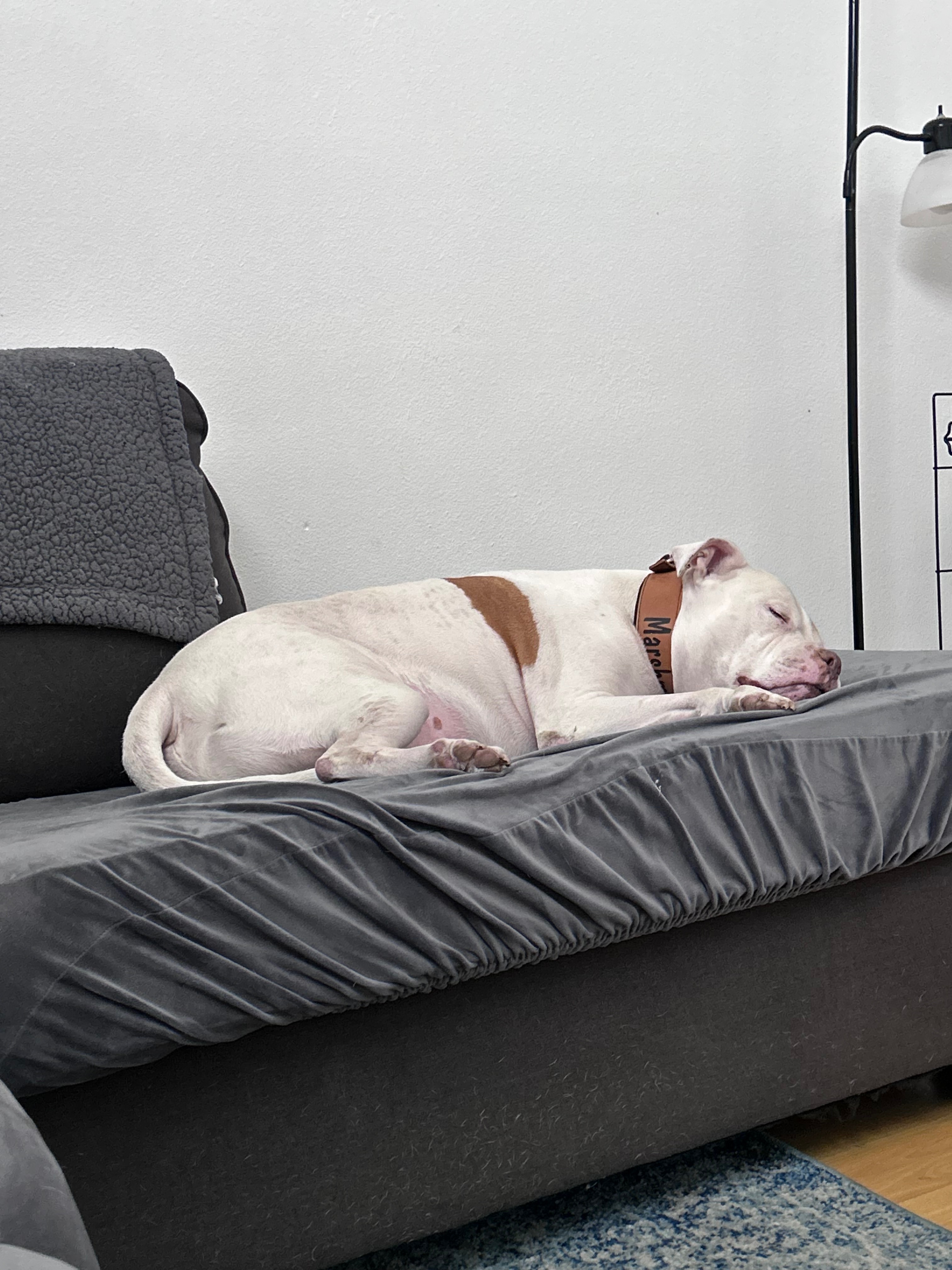 Help Us Save Marshmallow Our Heart, Our Soul Dog campaign photo, 4 of 7