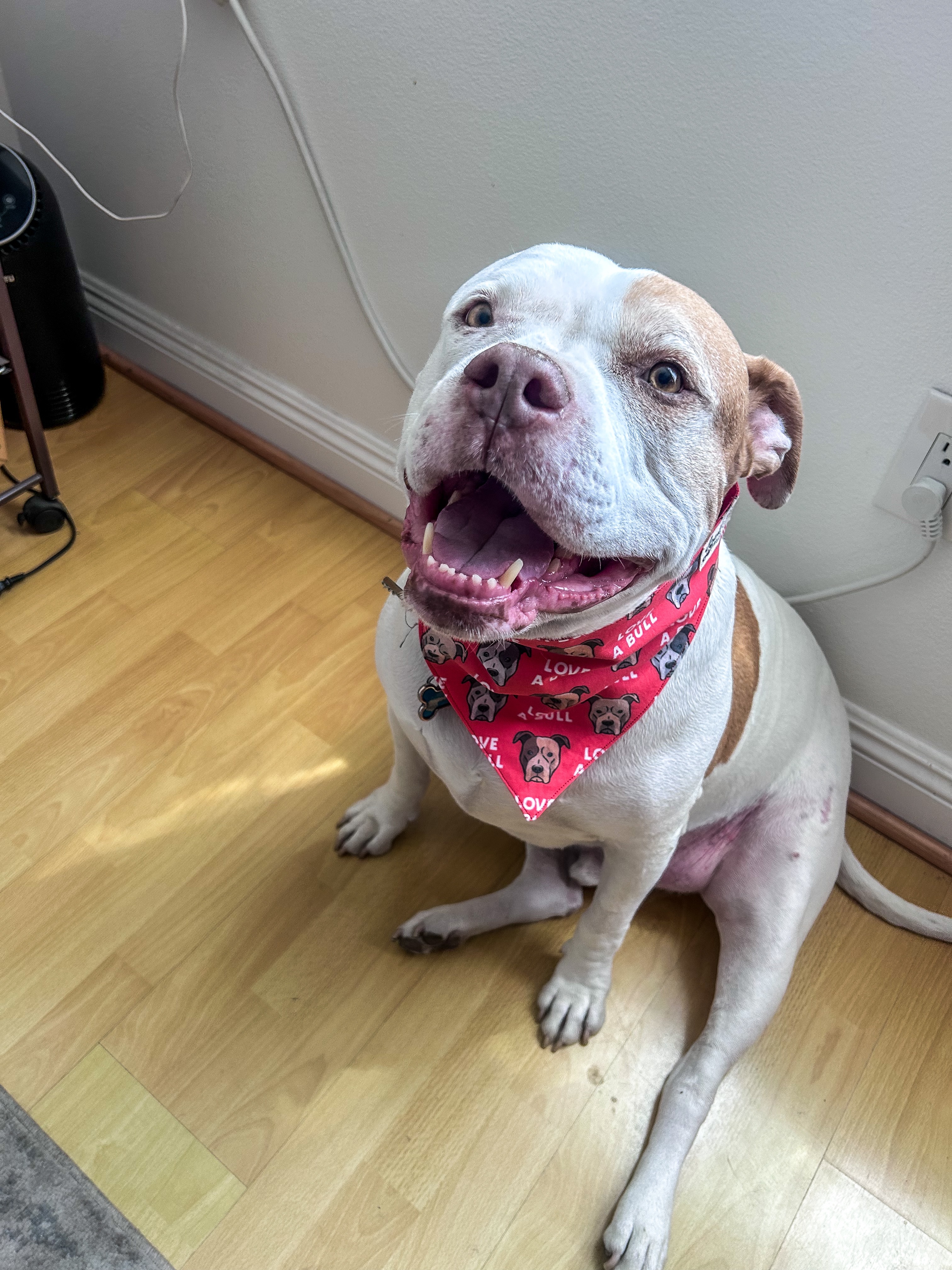 Help Us Save Marshmallow Our Heart, Our Soul Dog campaign photo, 5 of 7