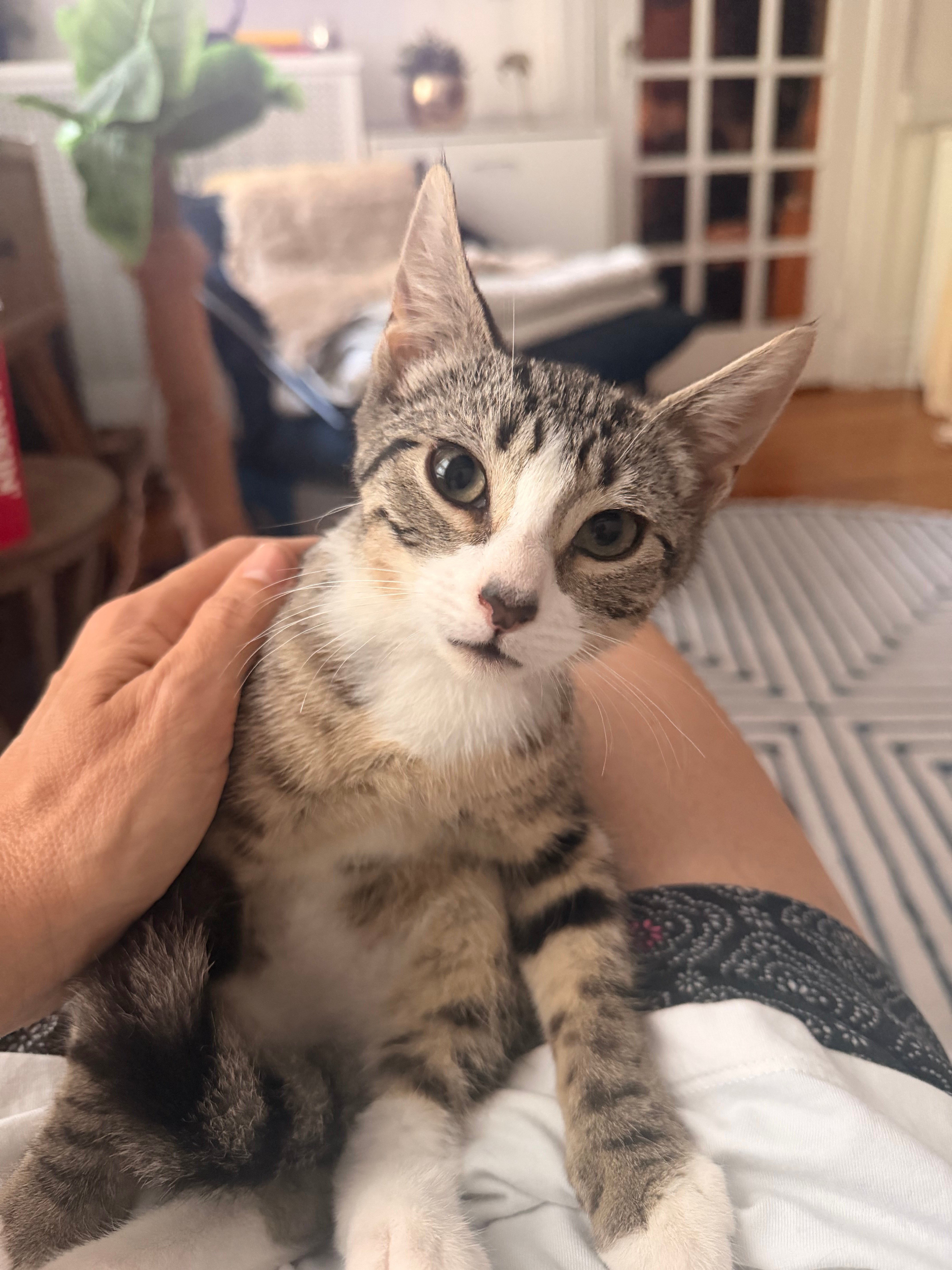 Support life saving work for vulnerable Brooklyn cats! campaign photo, 4 of 5