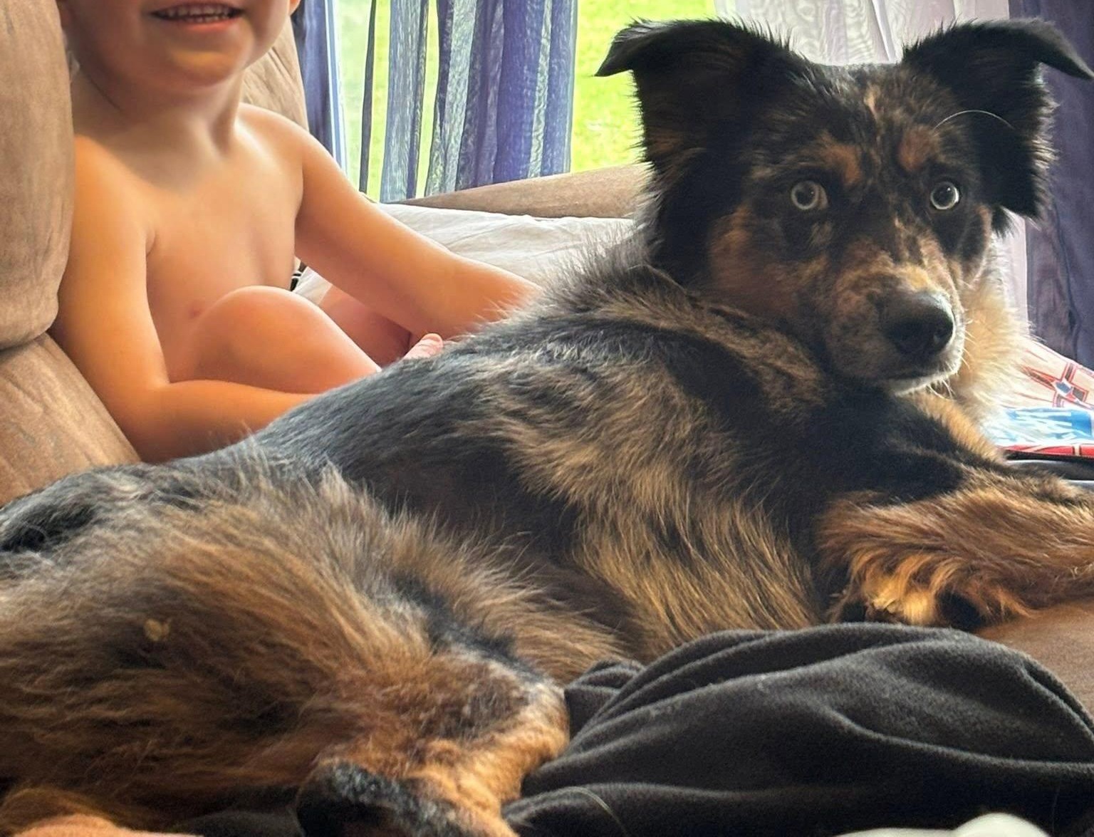 Save Bandit: Urgent Medical Help Needed campaign photo, 4 of 6