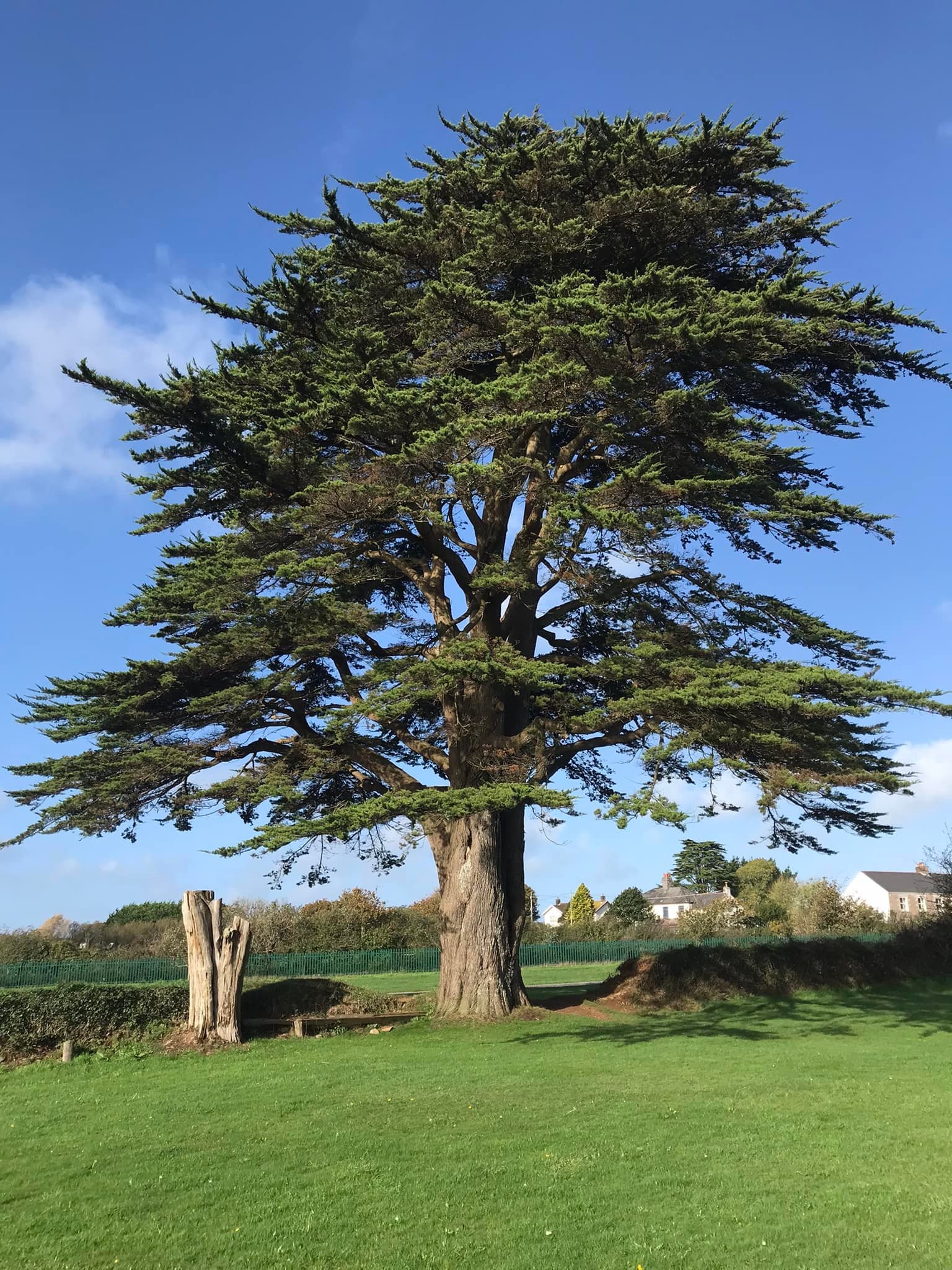 Save Our Landmark Macrocarpa — A Tree Worth Keeping? campaign photo, 2 of 4