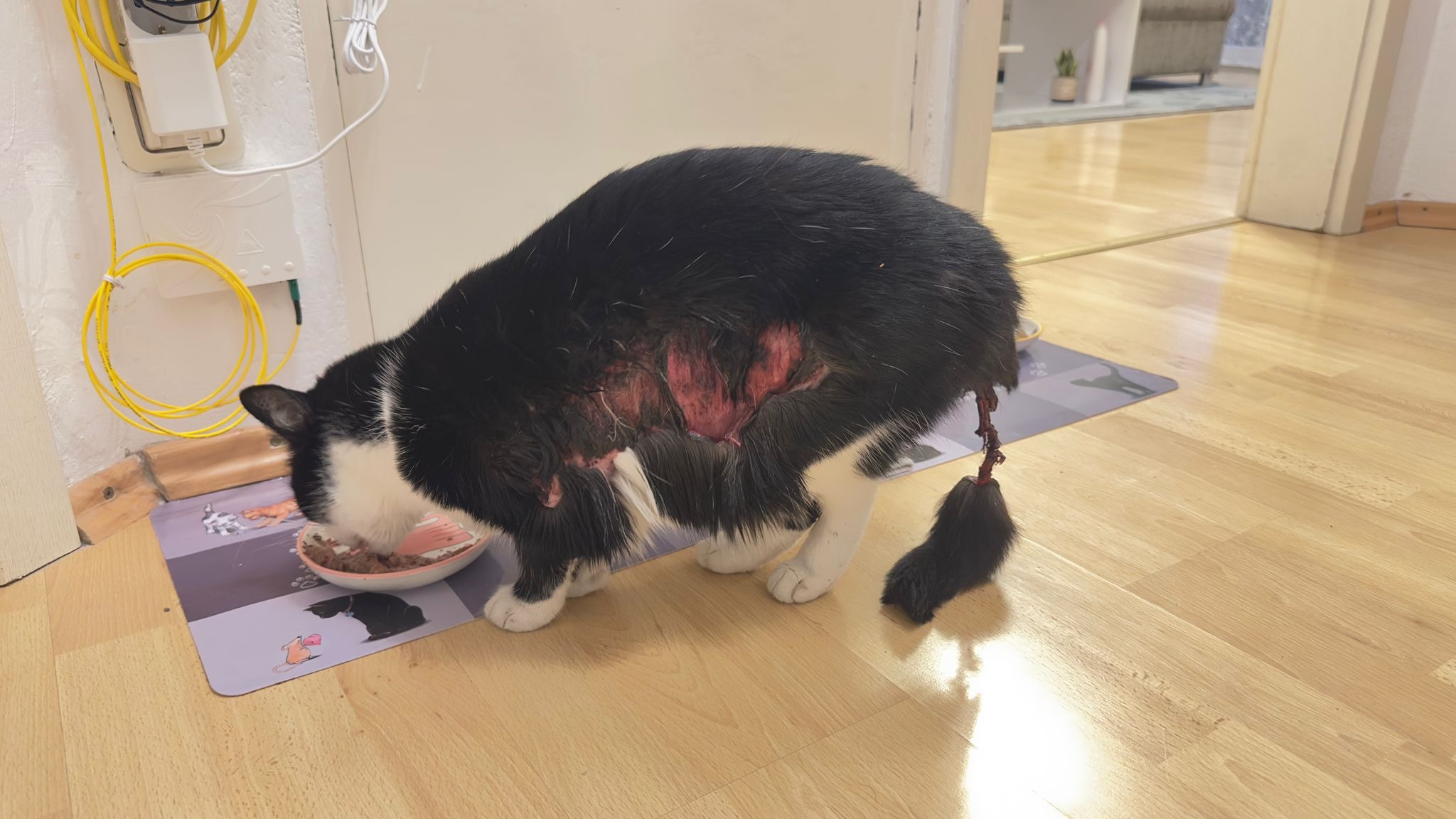 Hilfe für Nala – Unsere tapfere Katze kämpft ums Leben campaign photo, 2 of 4