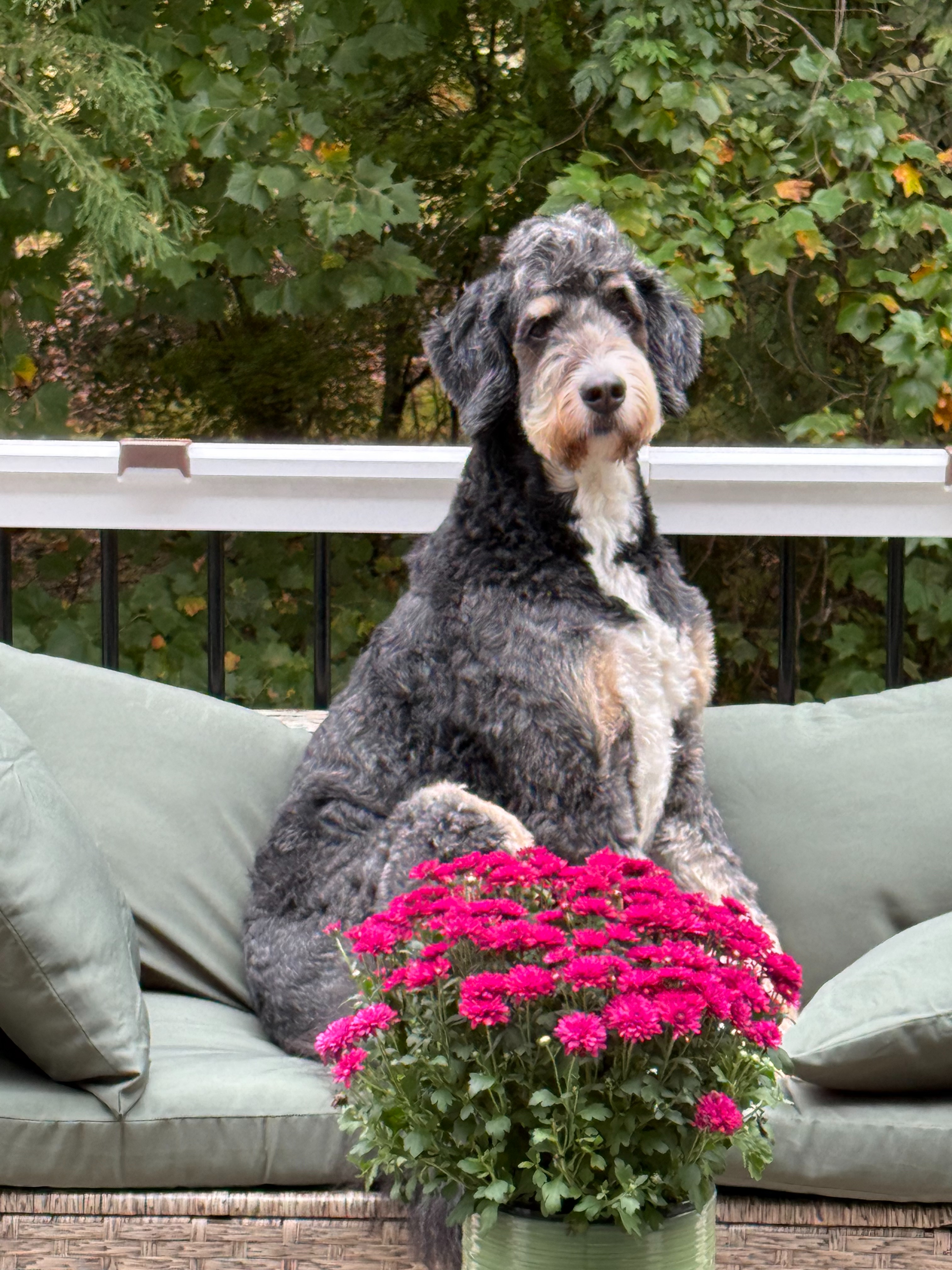 Holter’s Emergency Surgery: My Sweet Boy’s Fight to Survive campaign photo, 2 of 6