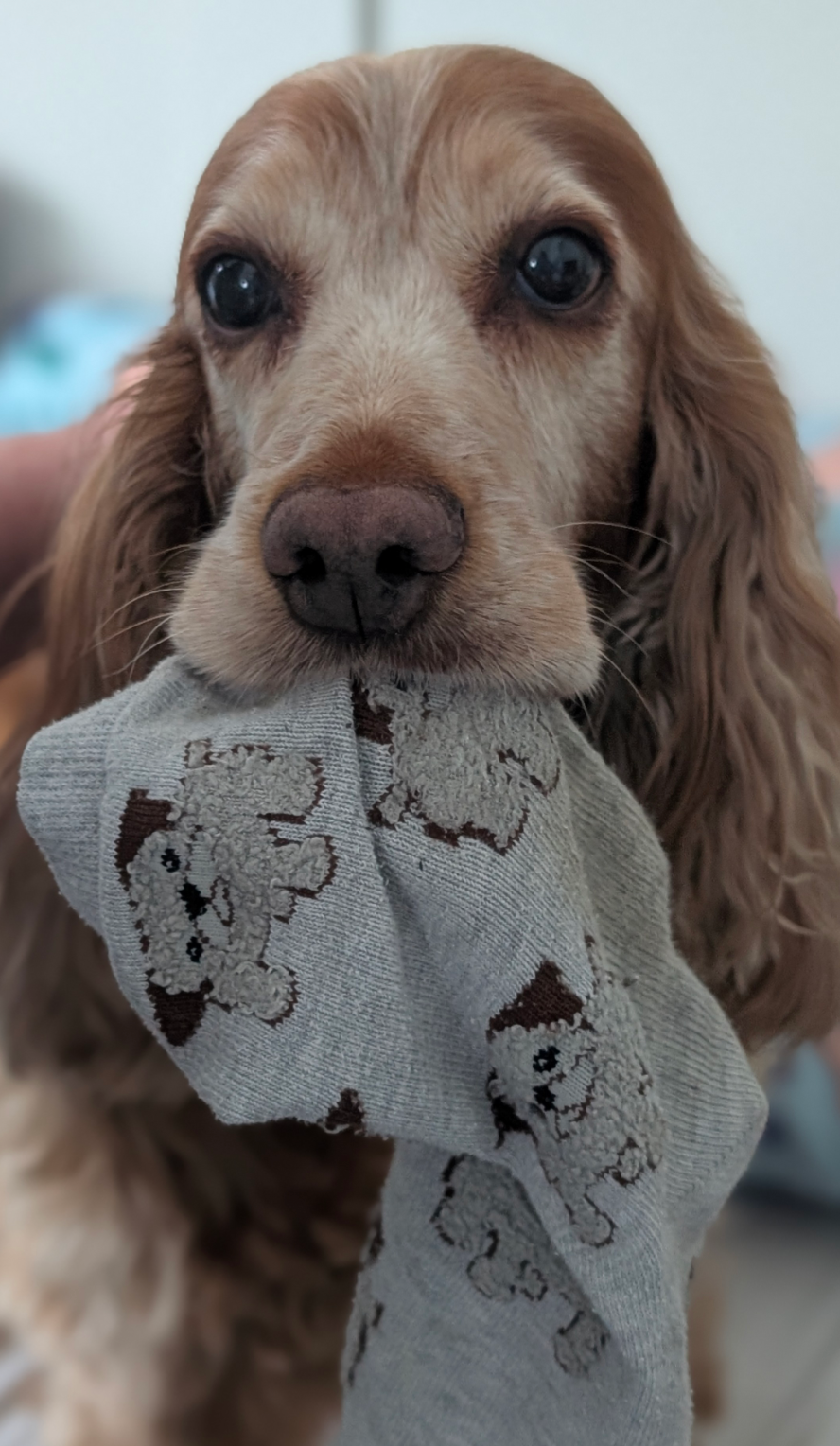 Help rescue dog Lily get a heart scan campaign photo, 4 of 5