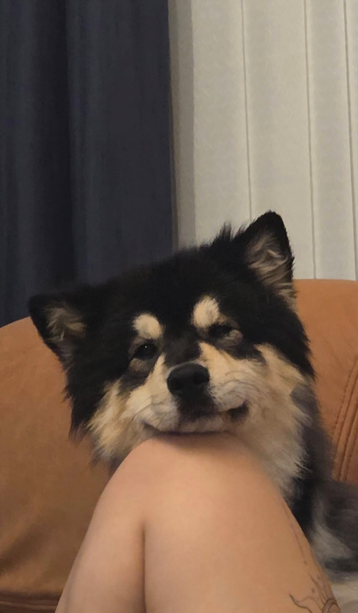 Stanley, the lost Finnish Lapphund campaign photo, 4 of 5