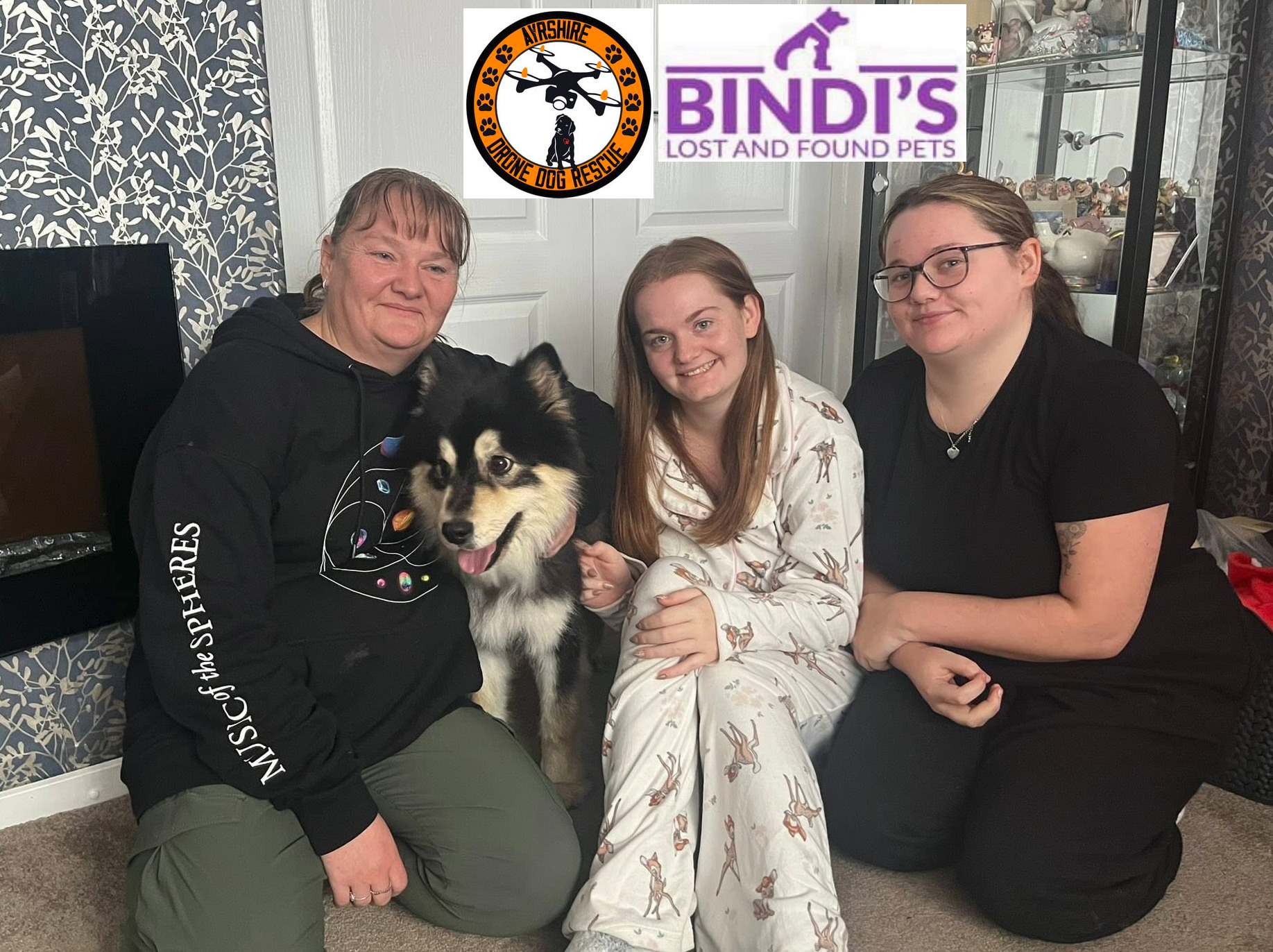 Stanley, the lost Finnish Lapphund campaign photo, 2 of 5