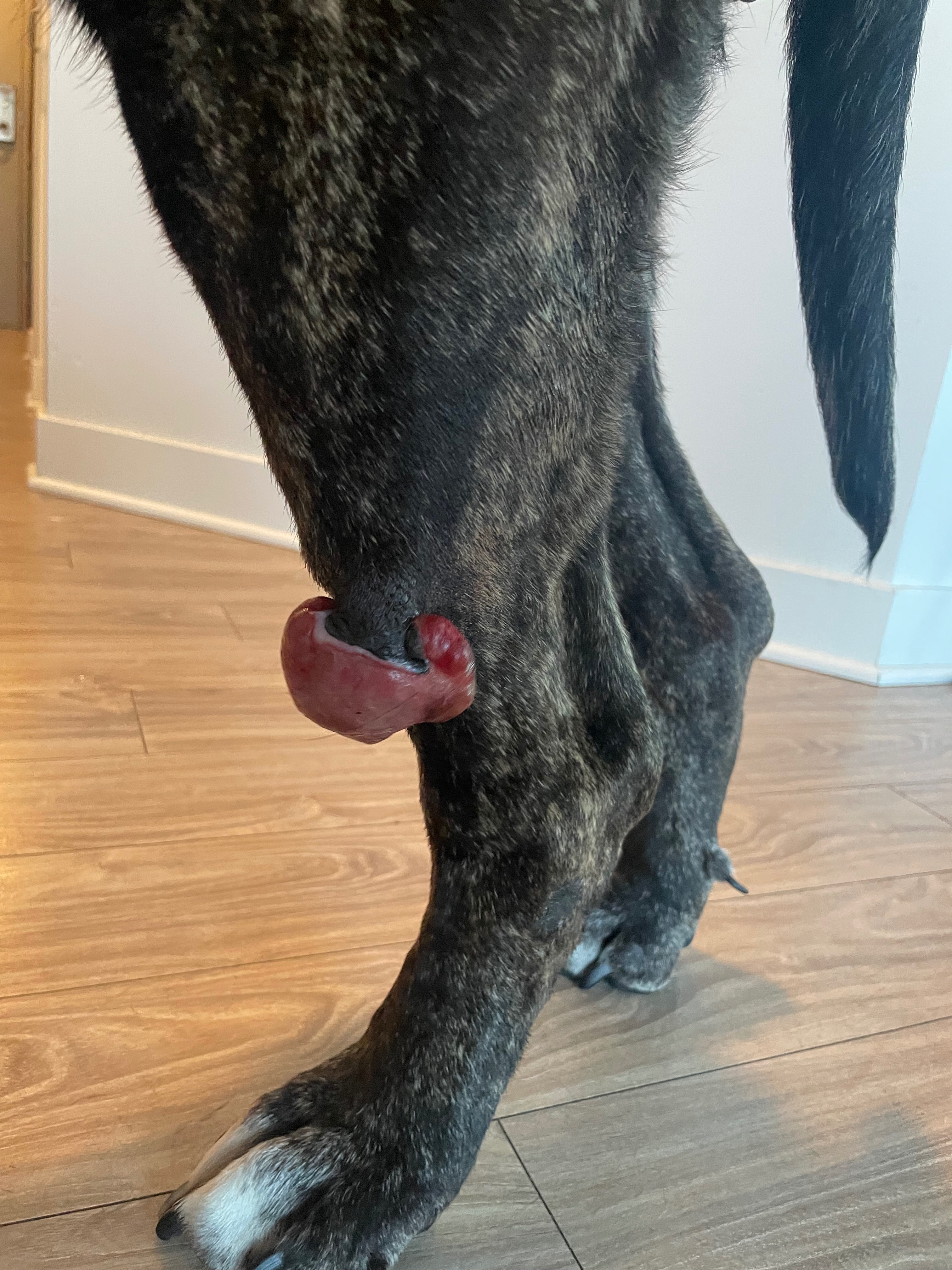 Help Rehome and Heal a Sweet English Mastiff campaign photo, 2 of 4