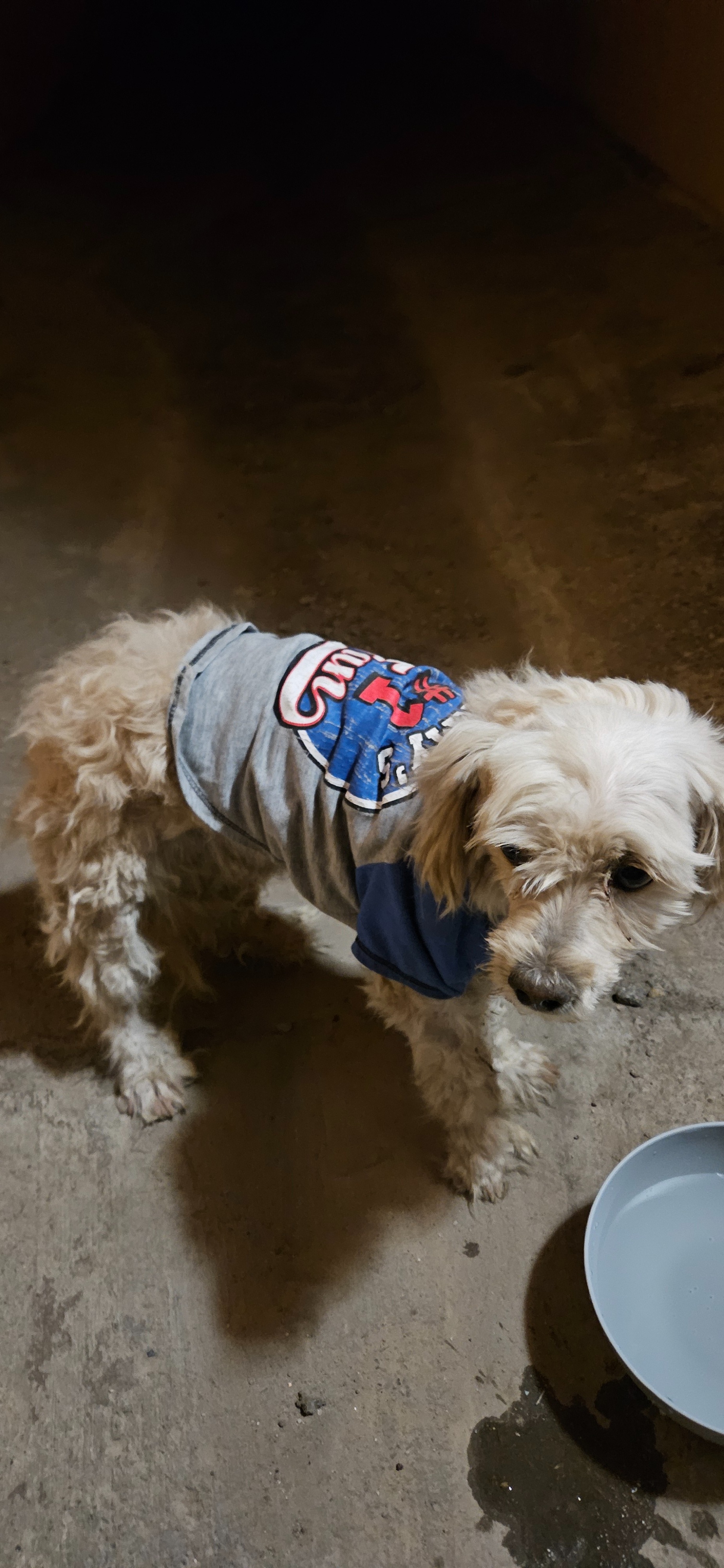 Urgent Care for Hit-and-Run Dog who was abandoned! campaign photo, 7 of 8