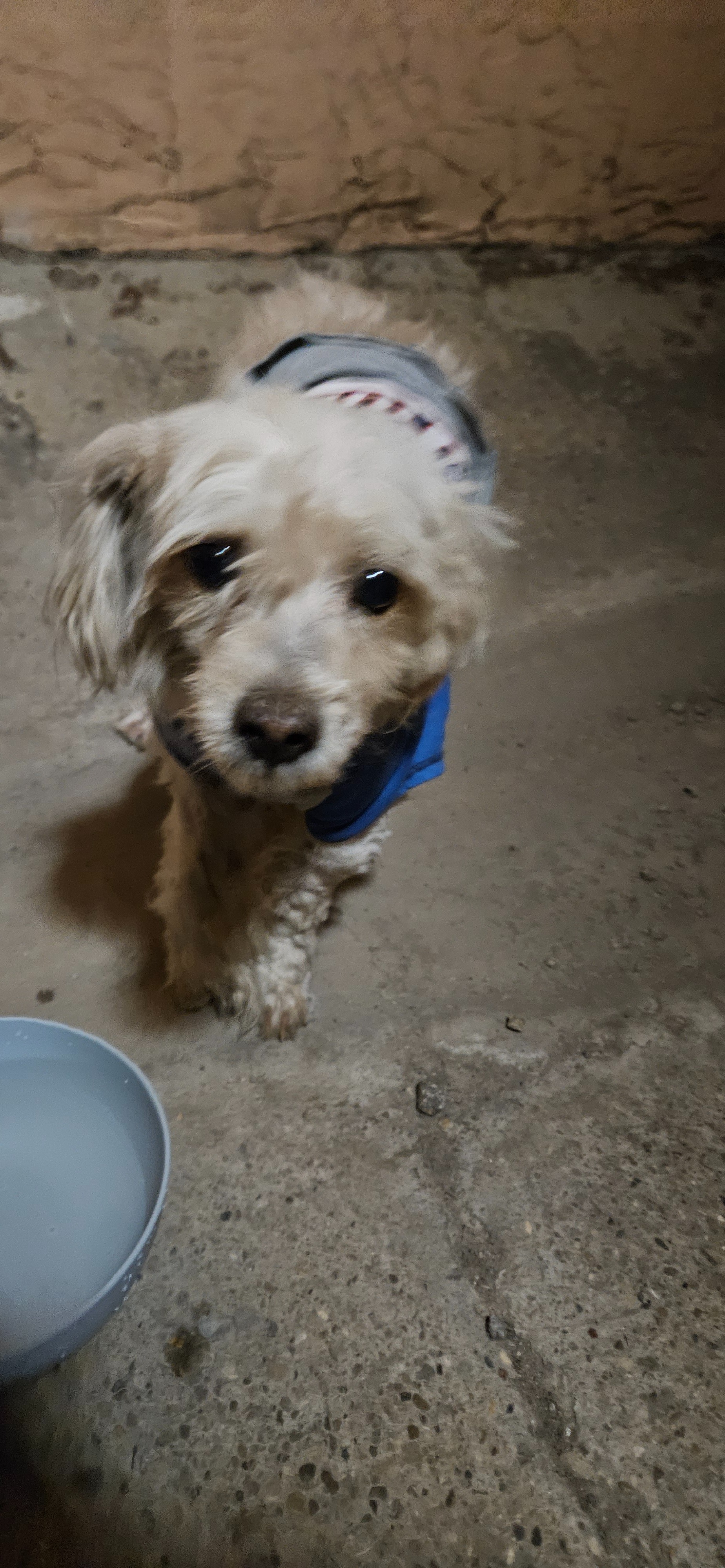 Urgent Care for Hit-and-Run Dog who was abandoned! campaign photo, 5 of 8