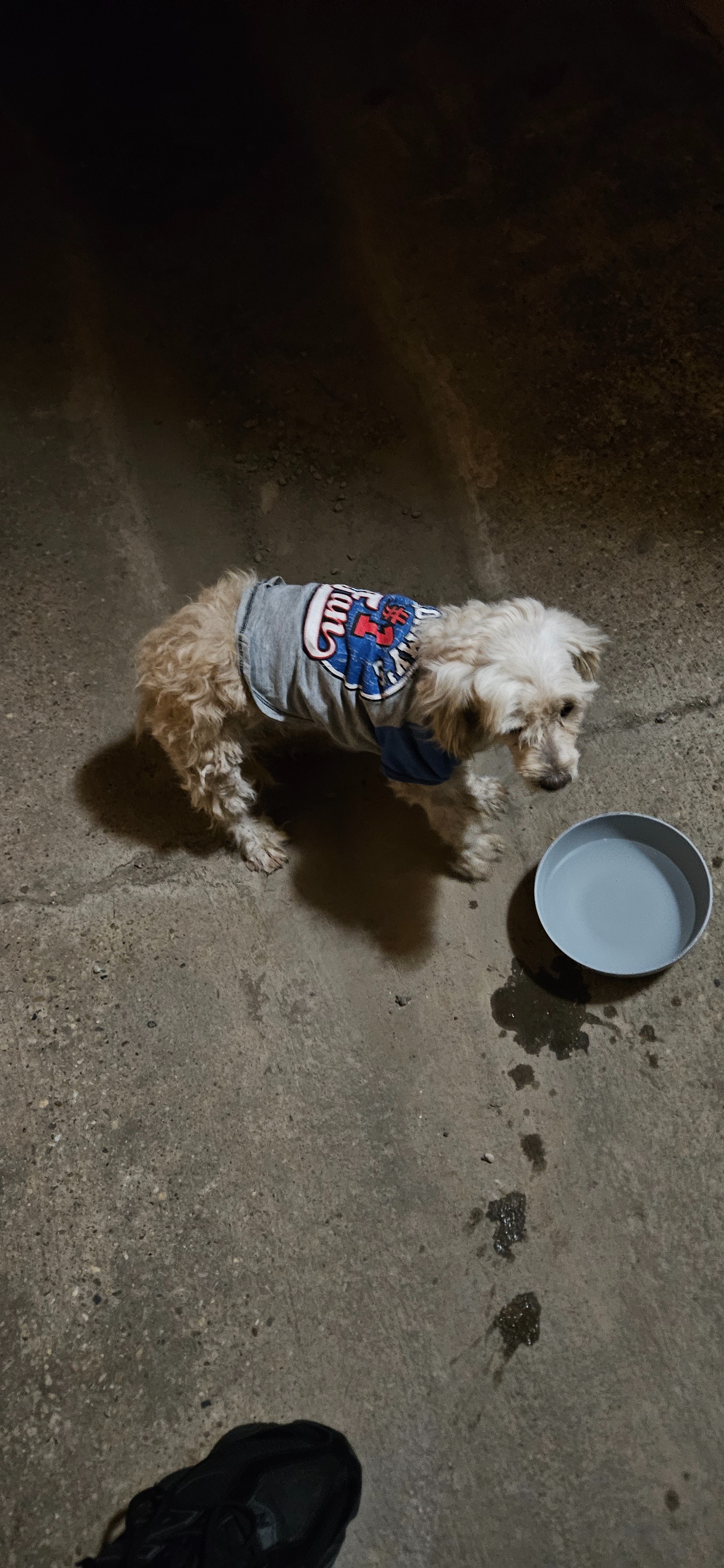 Urgent Care for Hit-and-Run Dog who was abandoned! campaign photo, 4 of 8