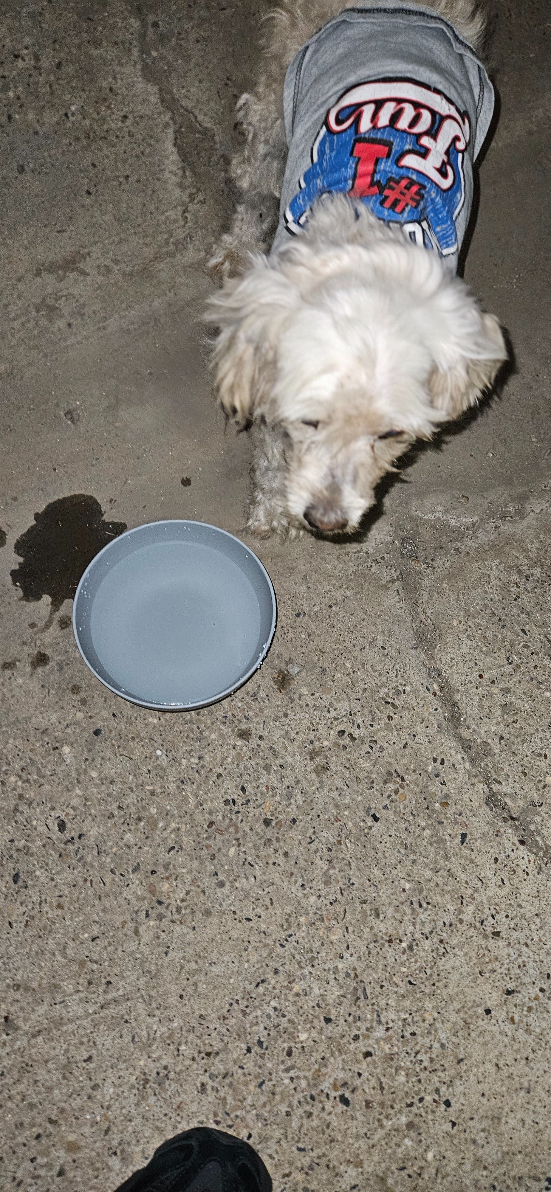 Urgent Care for Hit-and-Run Dog who was abandoned! campaign photo, 6 of 8