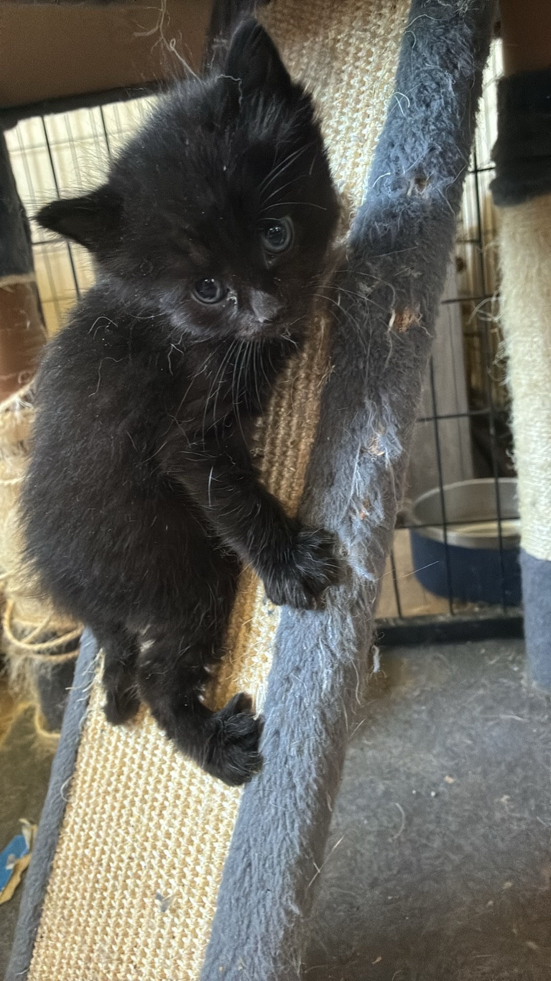 Provide Care for Marseilles homeless Cats campaign photo, 6 of 7