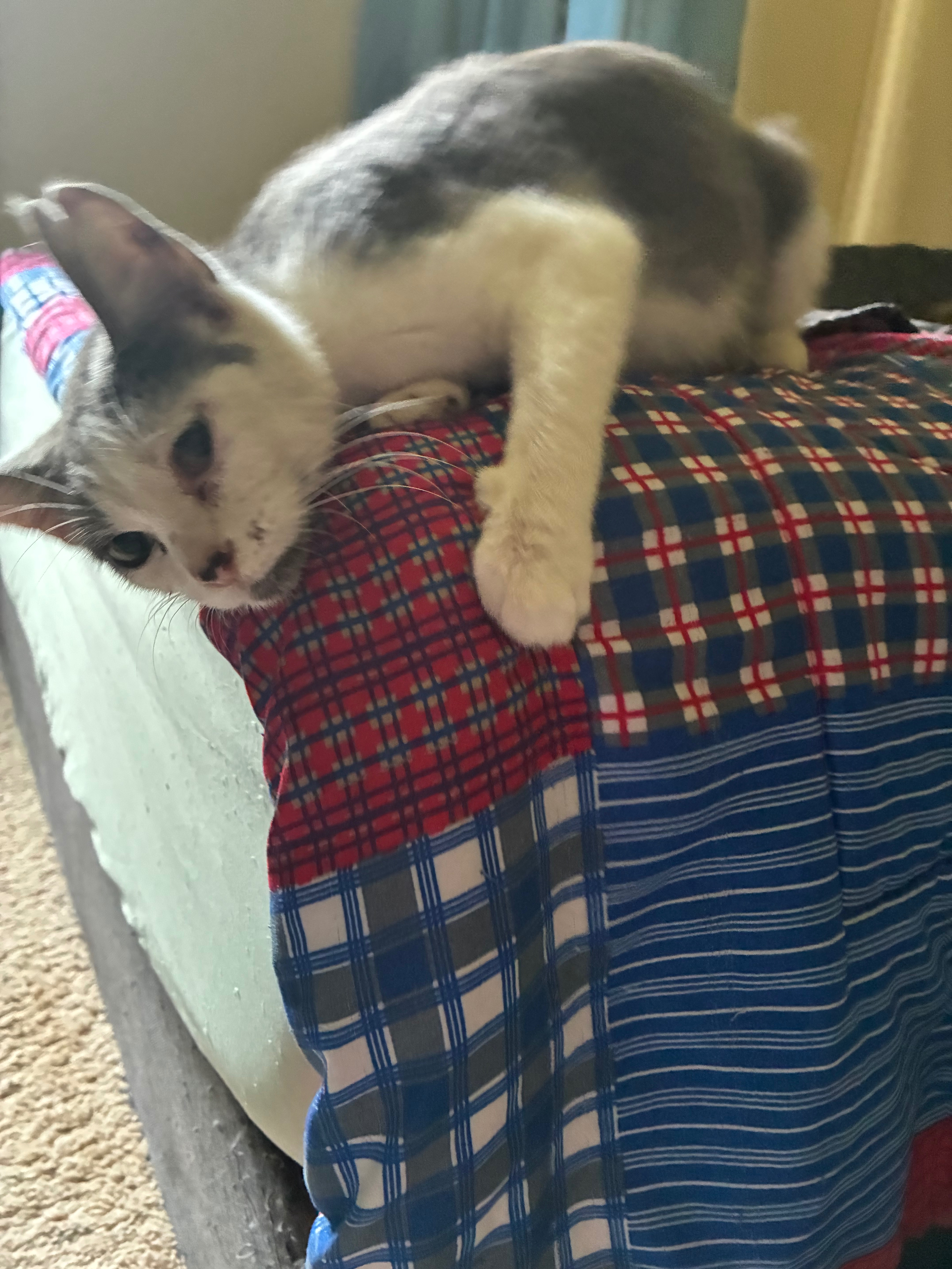Provide Care for Marseilles homeless Cats campaign photo, 2 of 7