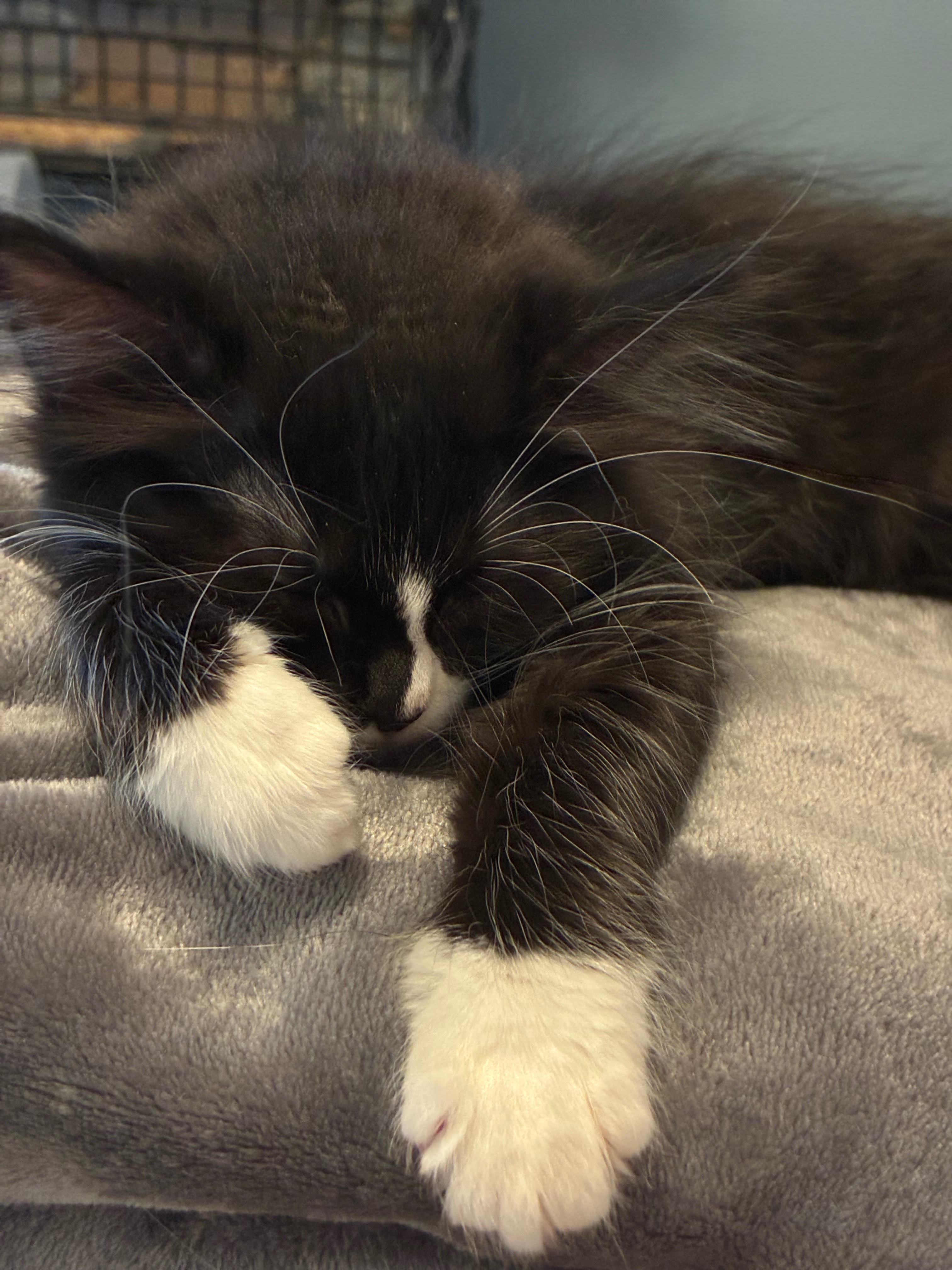 Provide Care for Marseilles homeless Cats campaign photo, 5 of 7