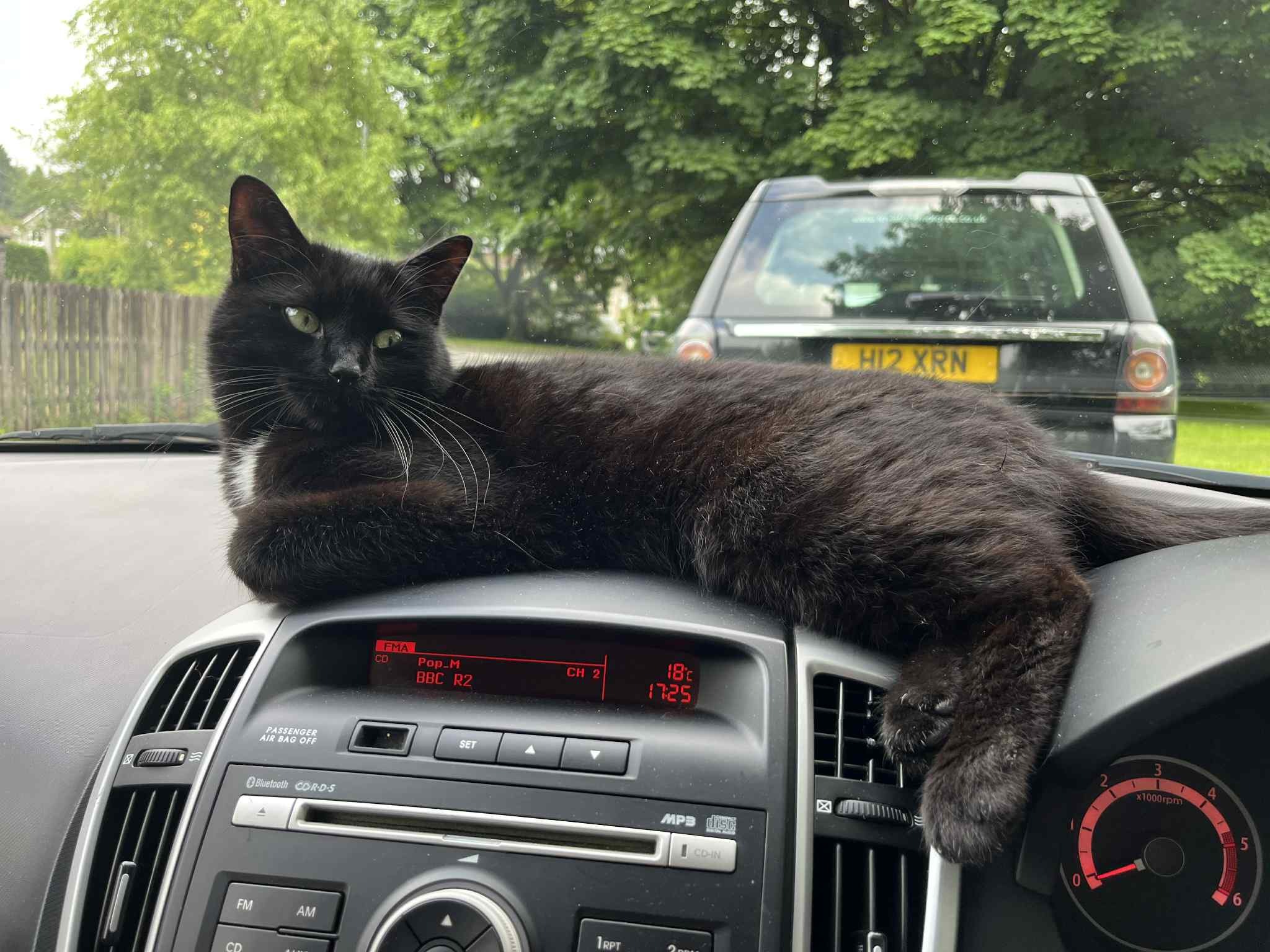 Help Sir Polo, Tavistock Cat raise money for local charities campaign photo, 2 of 8