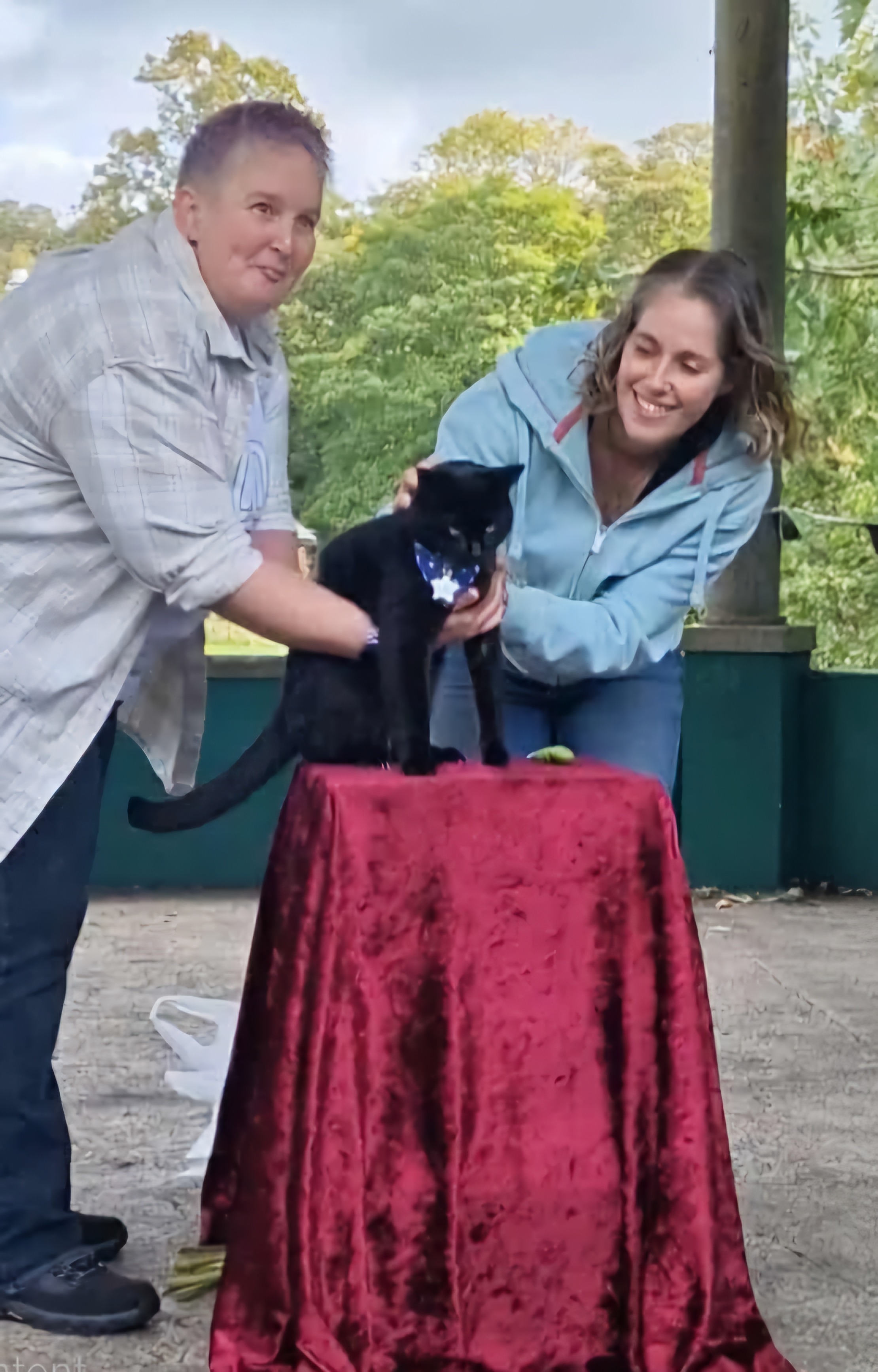 Help Sir Polo, Tavistock Cat raise money for local charities campaign photo, 5 of 8