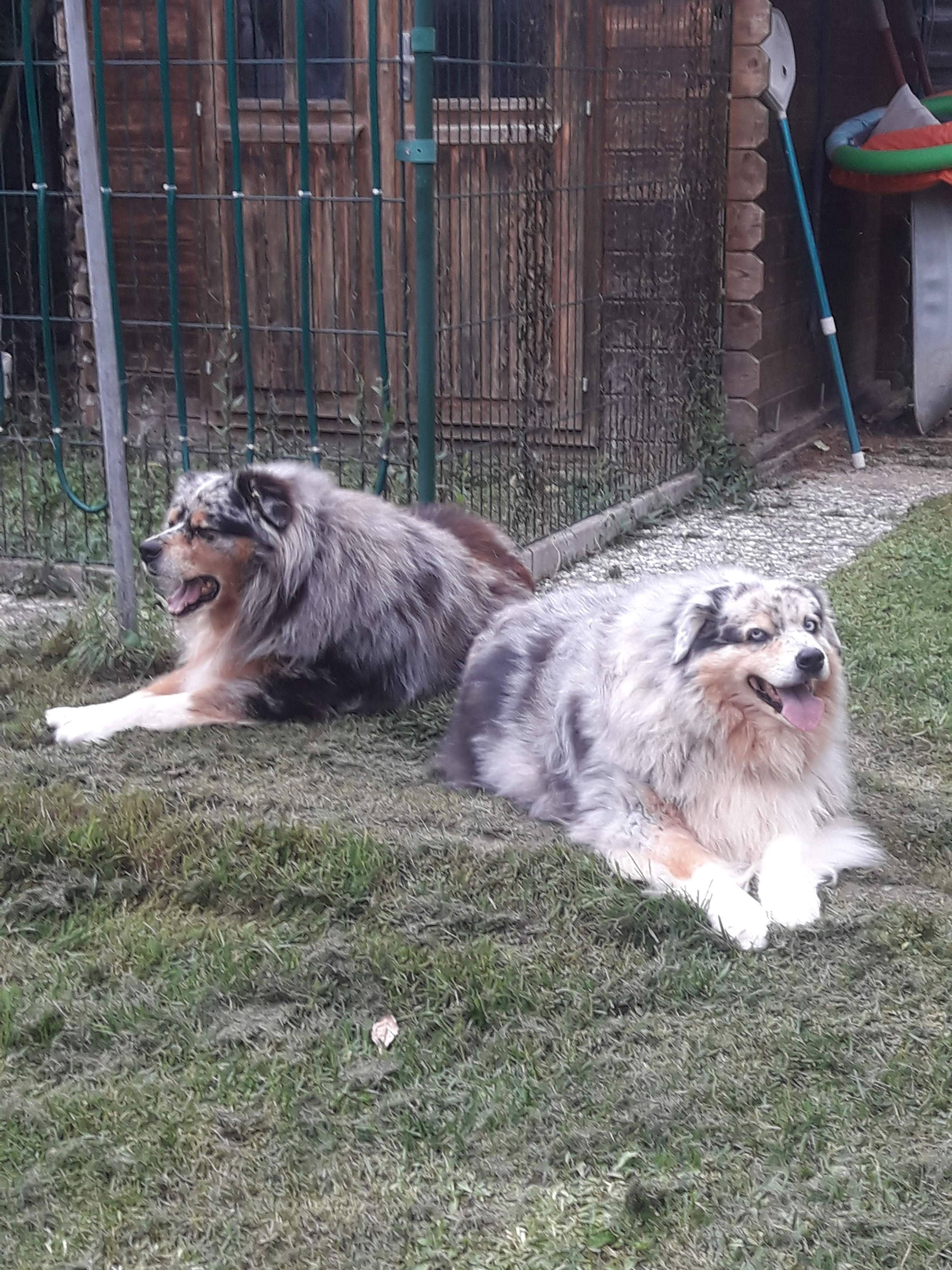 Hilfe für Yuma & Lilly - Help for Yuma & Lilly campaign photo, 4 of 7