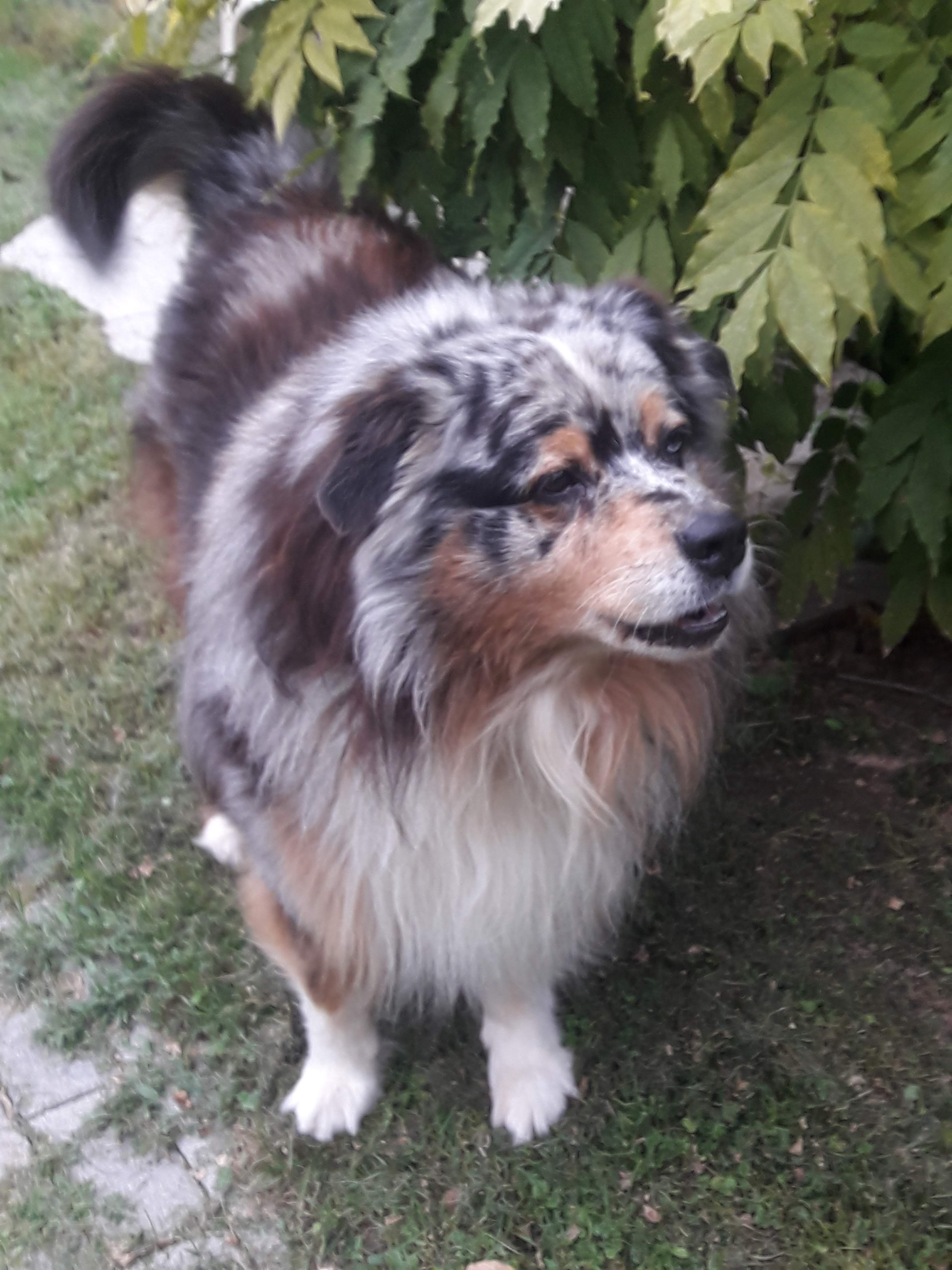 Hilfe für Yuma & Lilly - Help for Yuma & Lilly campaign photo, 5 of 7