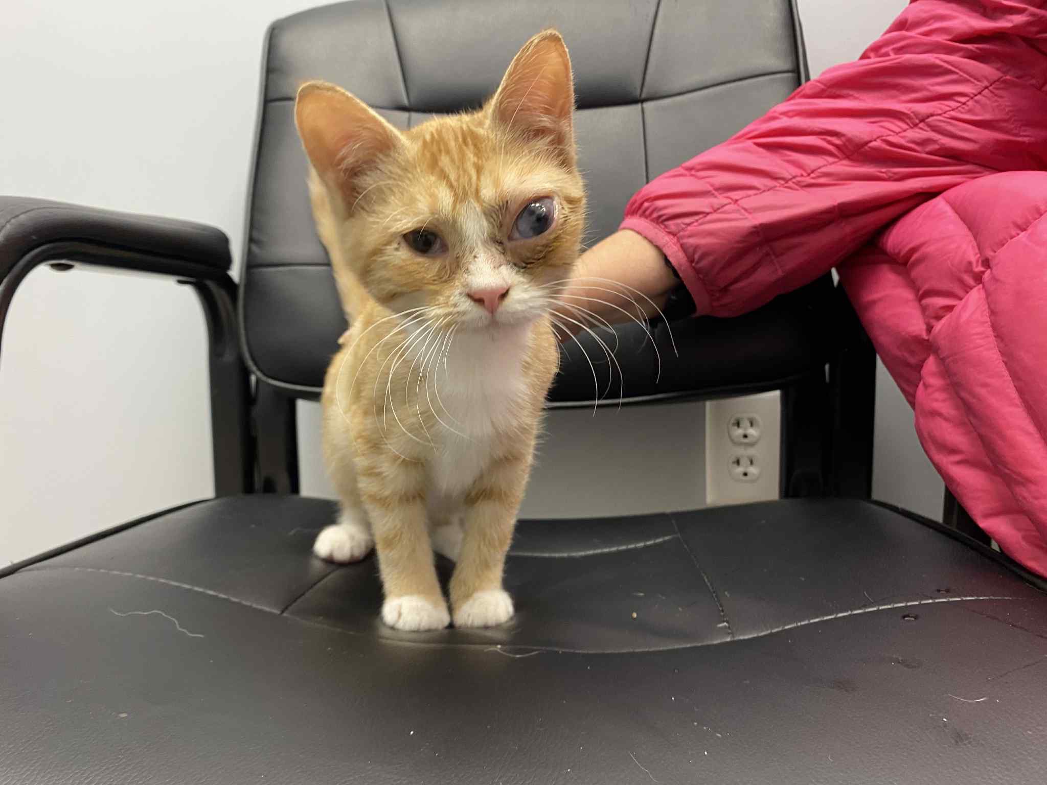 Help Vincent the kitten get eye surgery campaign photo, 7 of 8