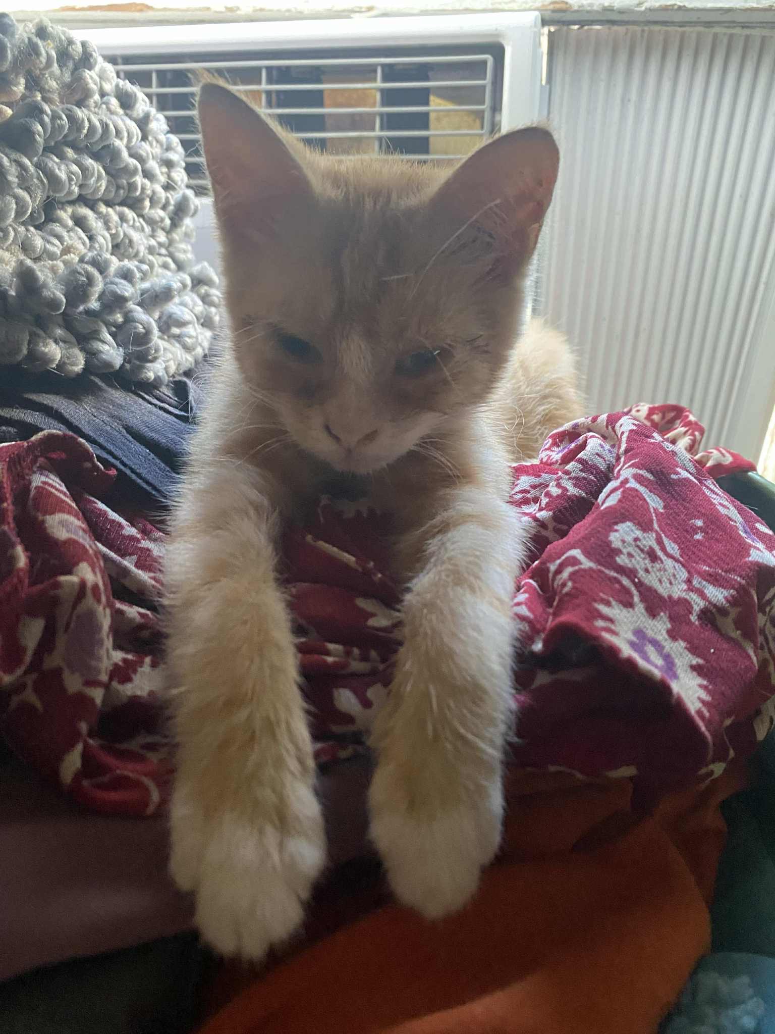 Help Vincent the kitten get eye surgery campaign photo, 2 of 8