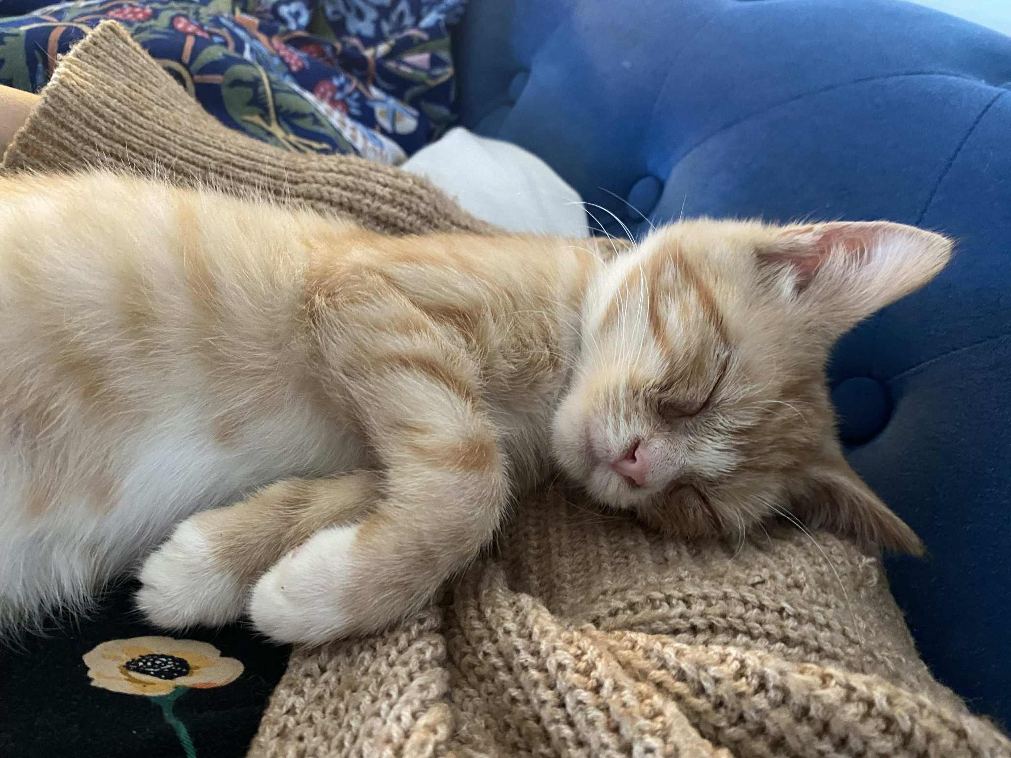 Help Vincent the kitten get eye surgery campaign photo, 4 of 8