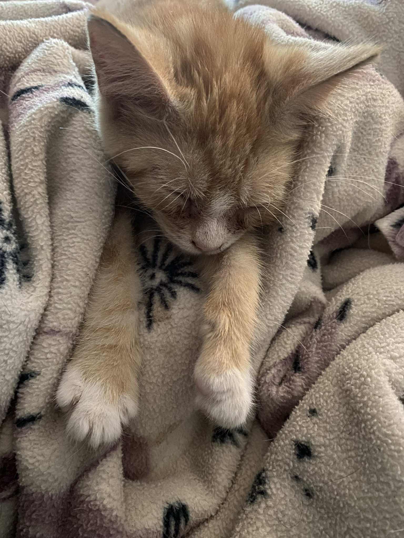 Help Vincent the kitten get eye surgery campaign photo, 5 of 8