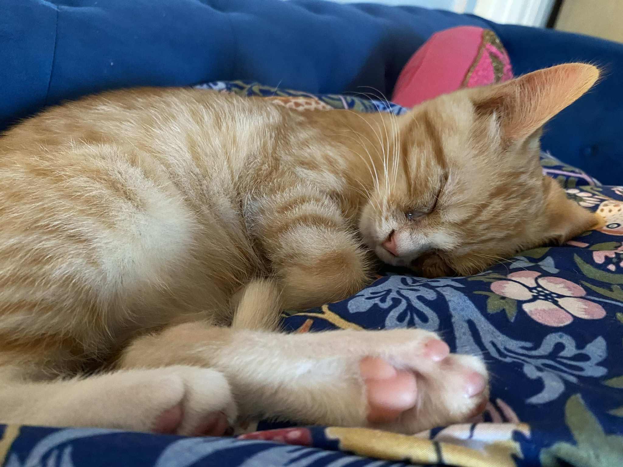 Help Vincent the kitten get eye surgery campaign photo, 6 of 8
