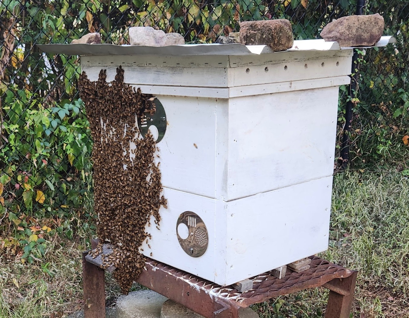 Support Scott Lucas’s Bee Saving Invention campaign photo, 2 of 7