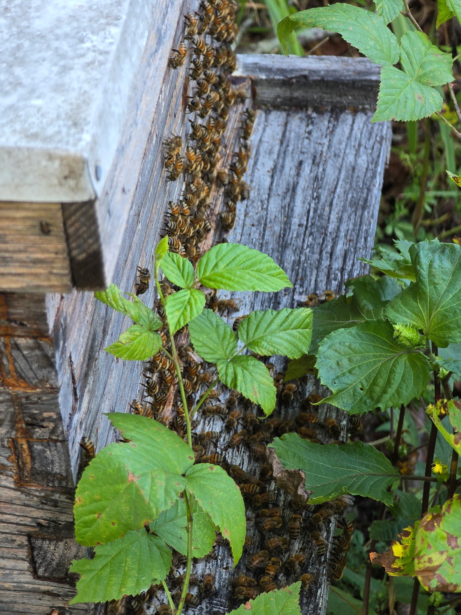 Support Scott Lucas’s Bee Saving Invention campaign photo, 4 of 7