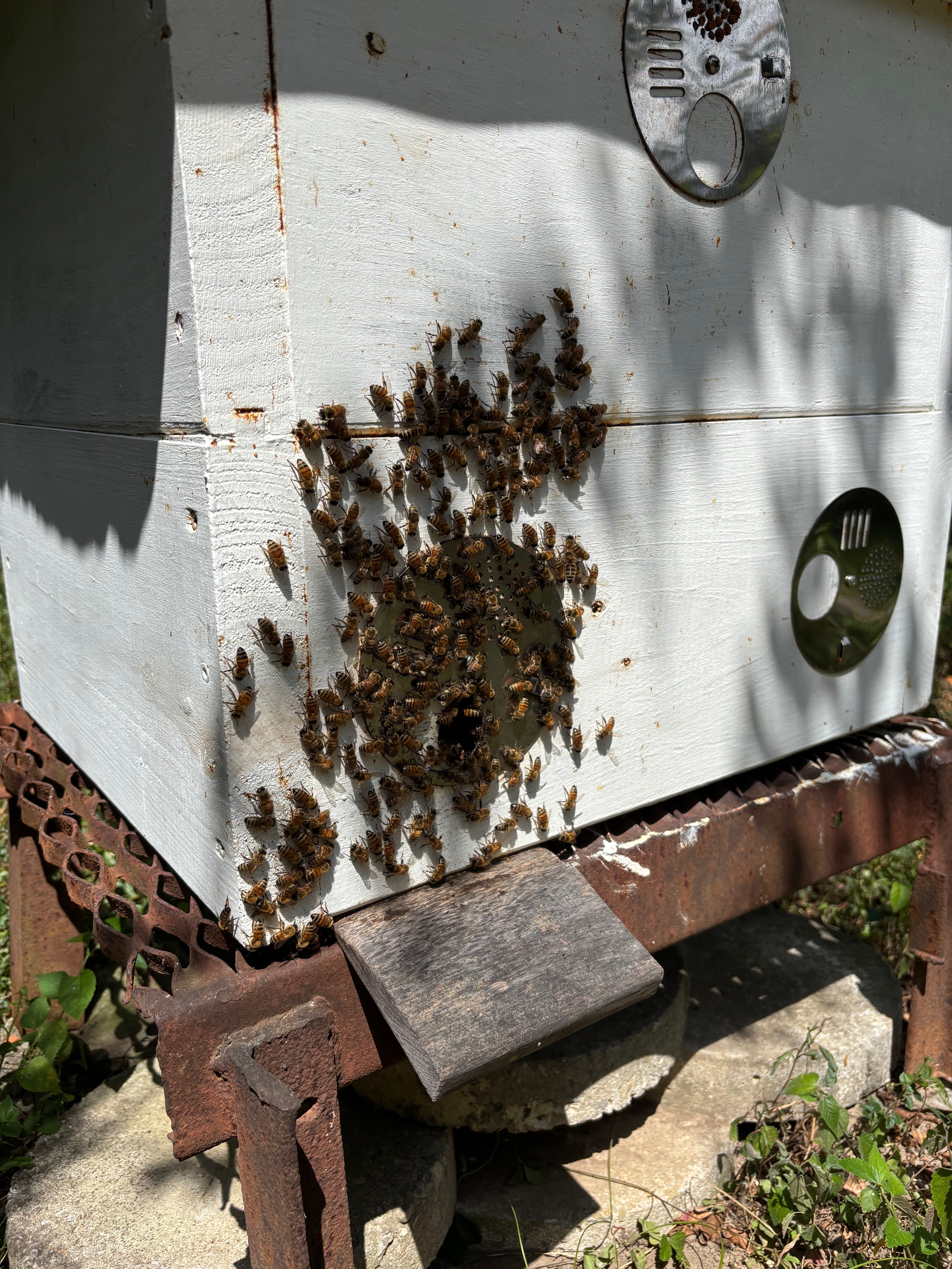 Support Scott Lucas’s Bee Saving Invention campaign photo, 5 of 7